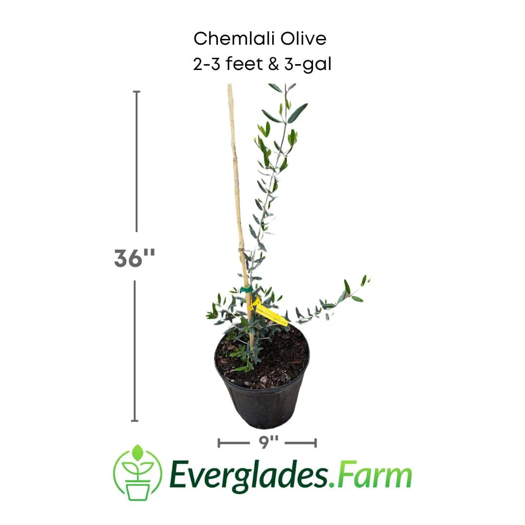 Chemlali Olive Tree - Image 6