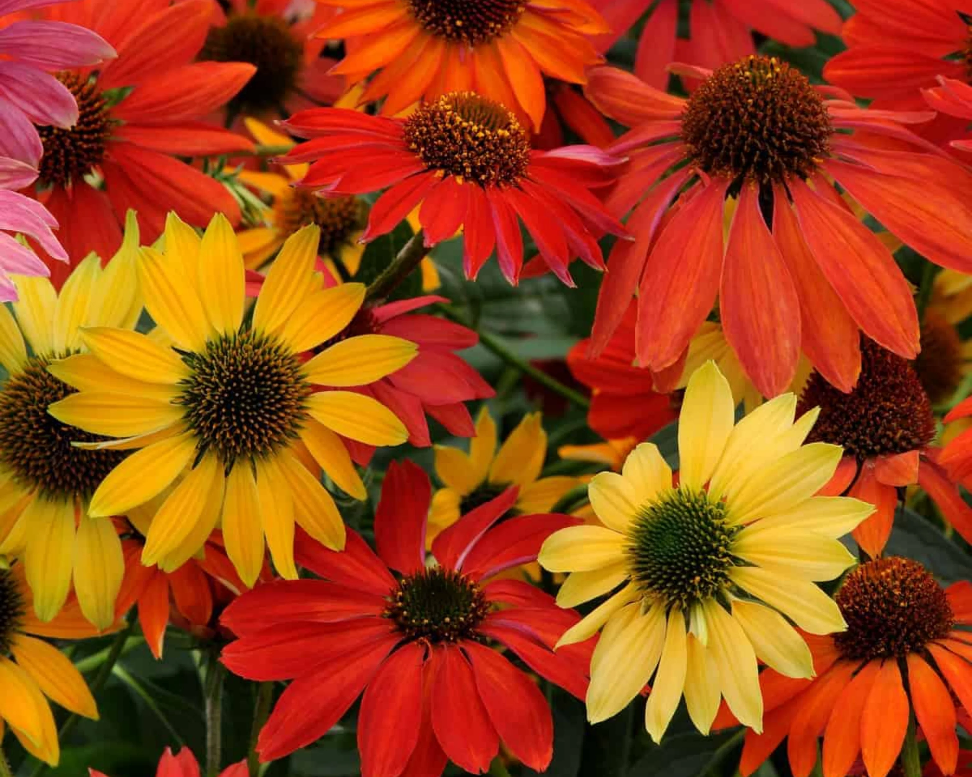 Cheyenne Spirit Echinacea Seeds - Image 2