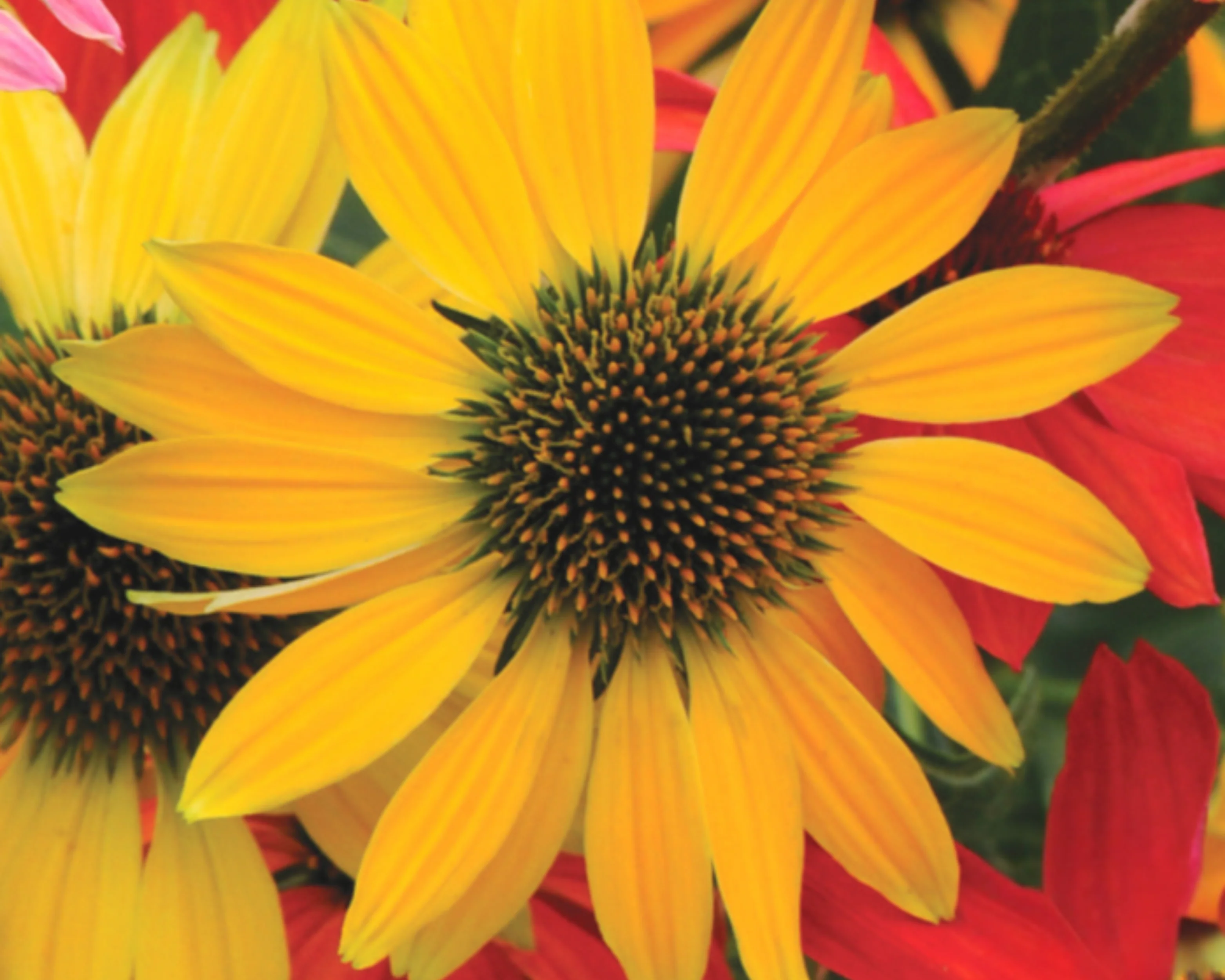 Cheyenne Spirit Echinacea Seeds - Image 3