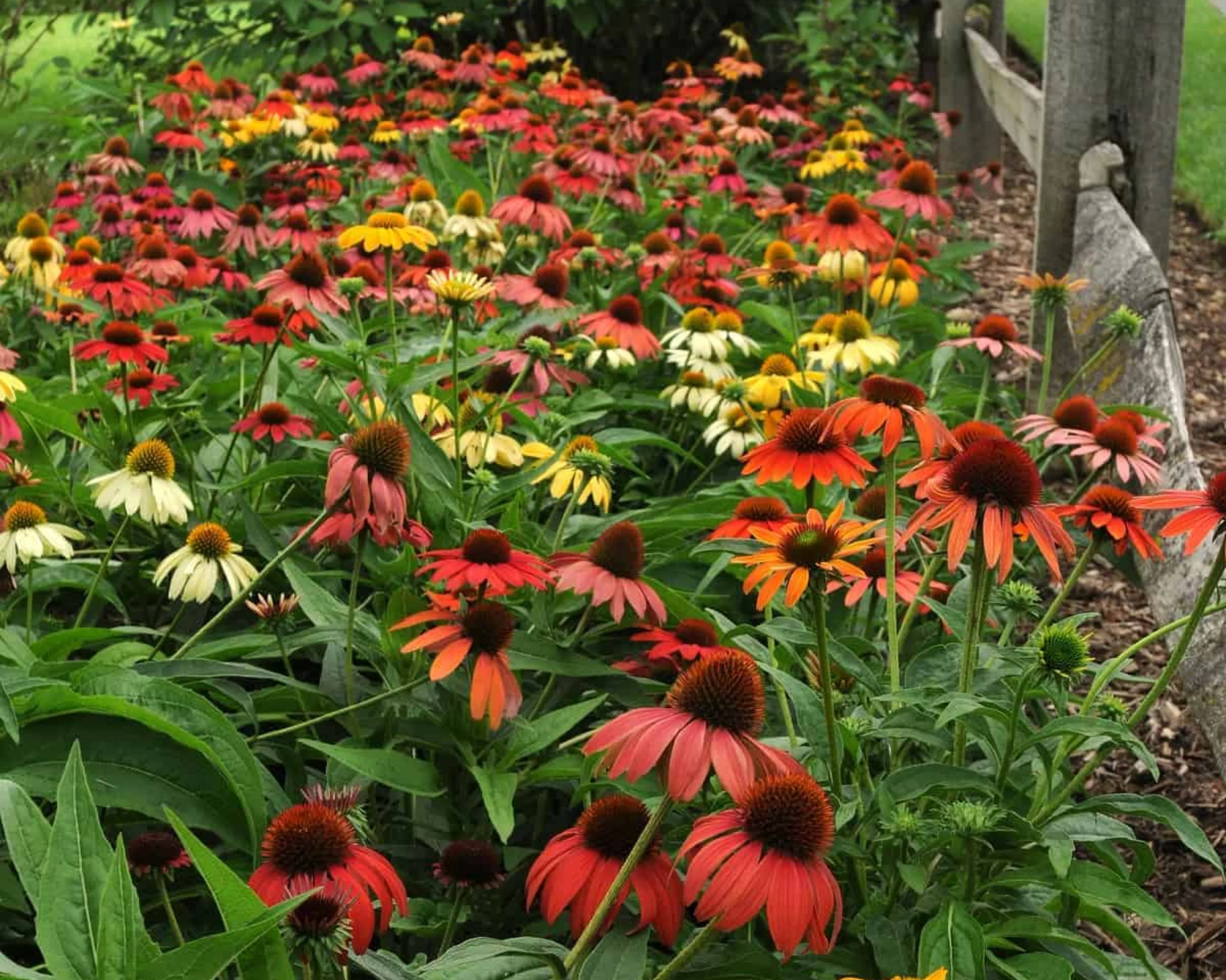 Cheyenne Spirit Echinacea Seeds - Image 4