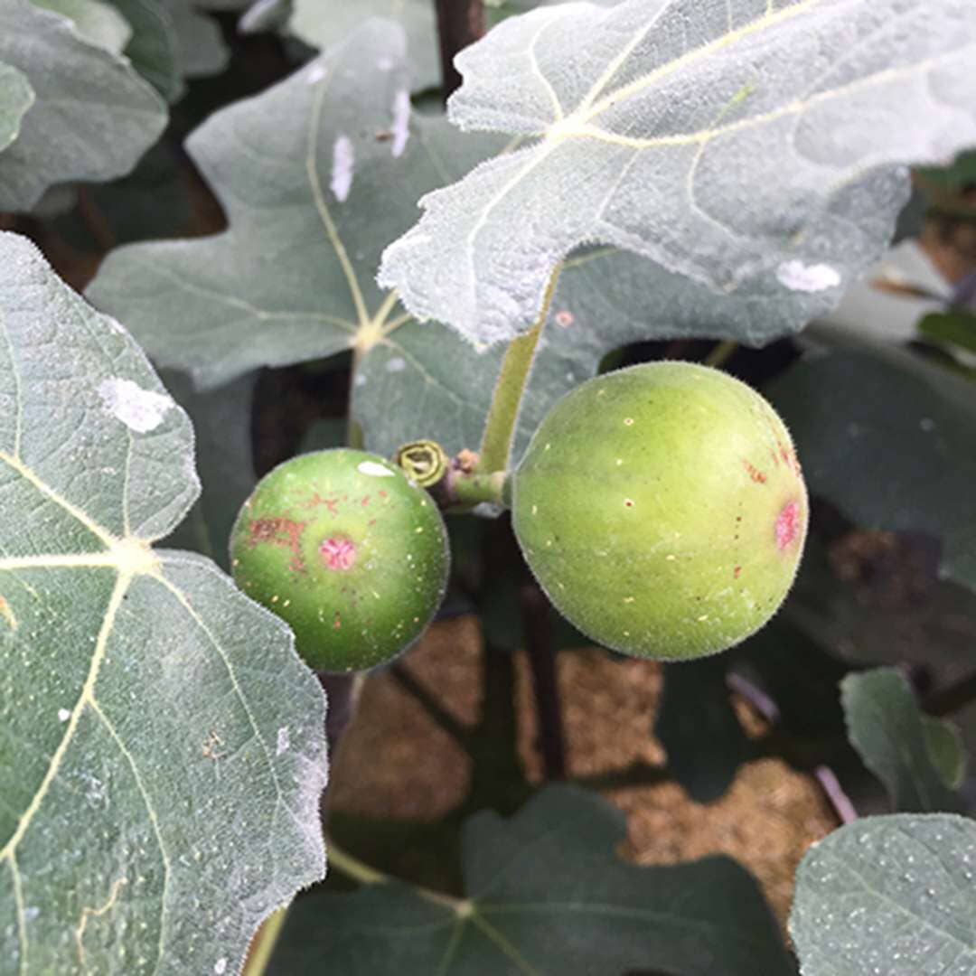 Chicago Hardy Fig Ficus carica - Image 2