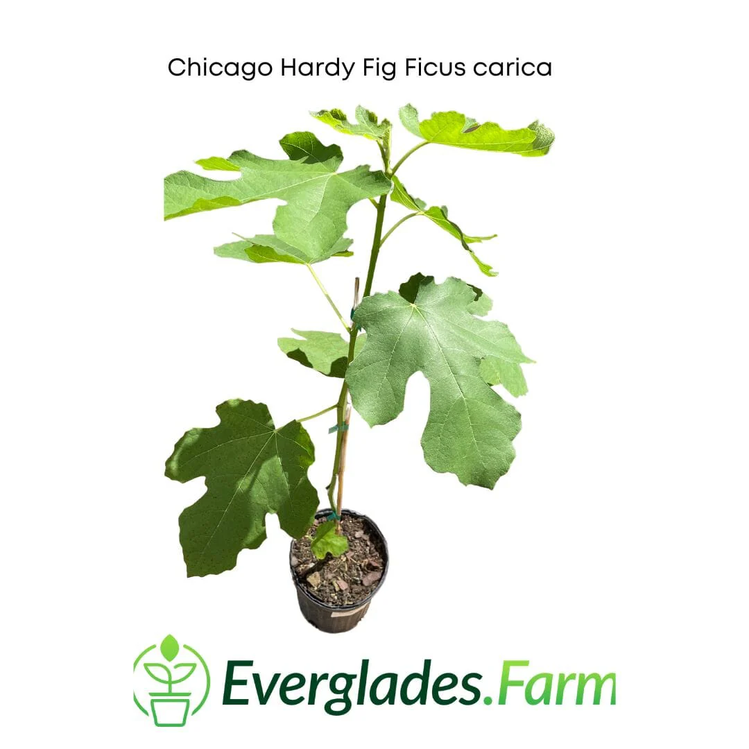 Chicago Hardy Fig Ficus carica - Image 3