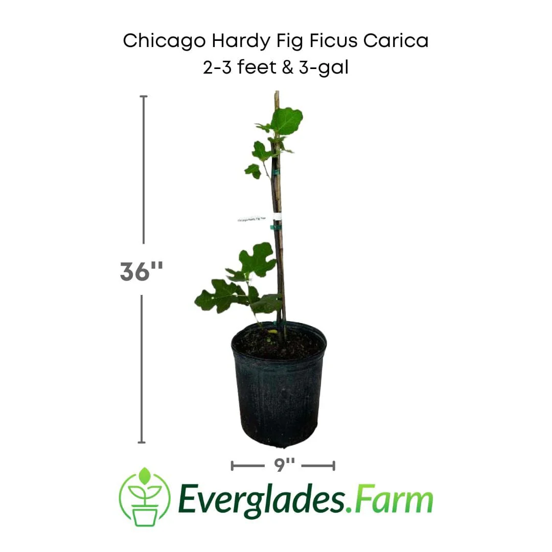 Chicago Hardy Fig Ficus carica - Image 4