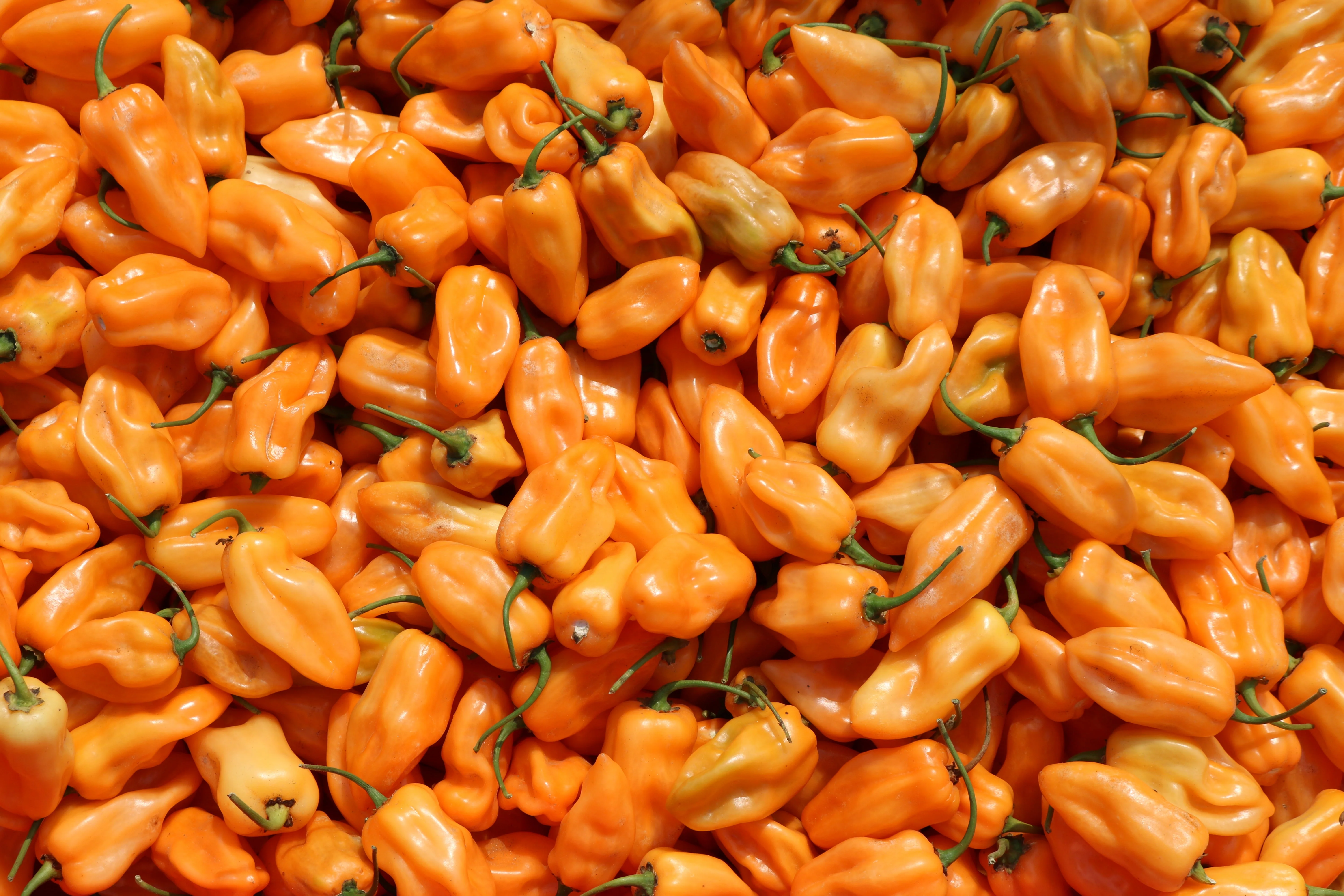 Chichen Itza Hybrid Pepper Seeds - Image 2