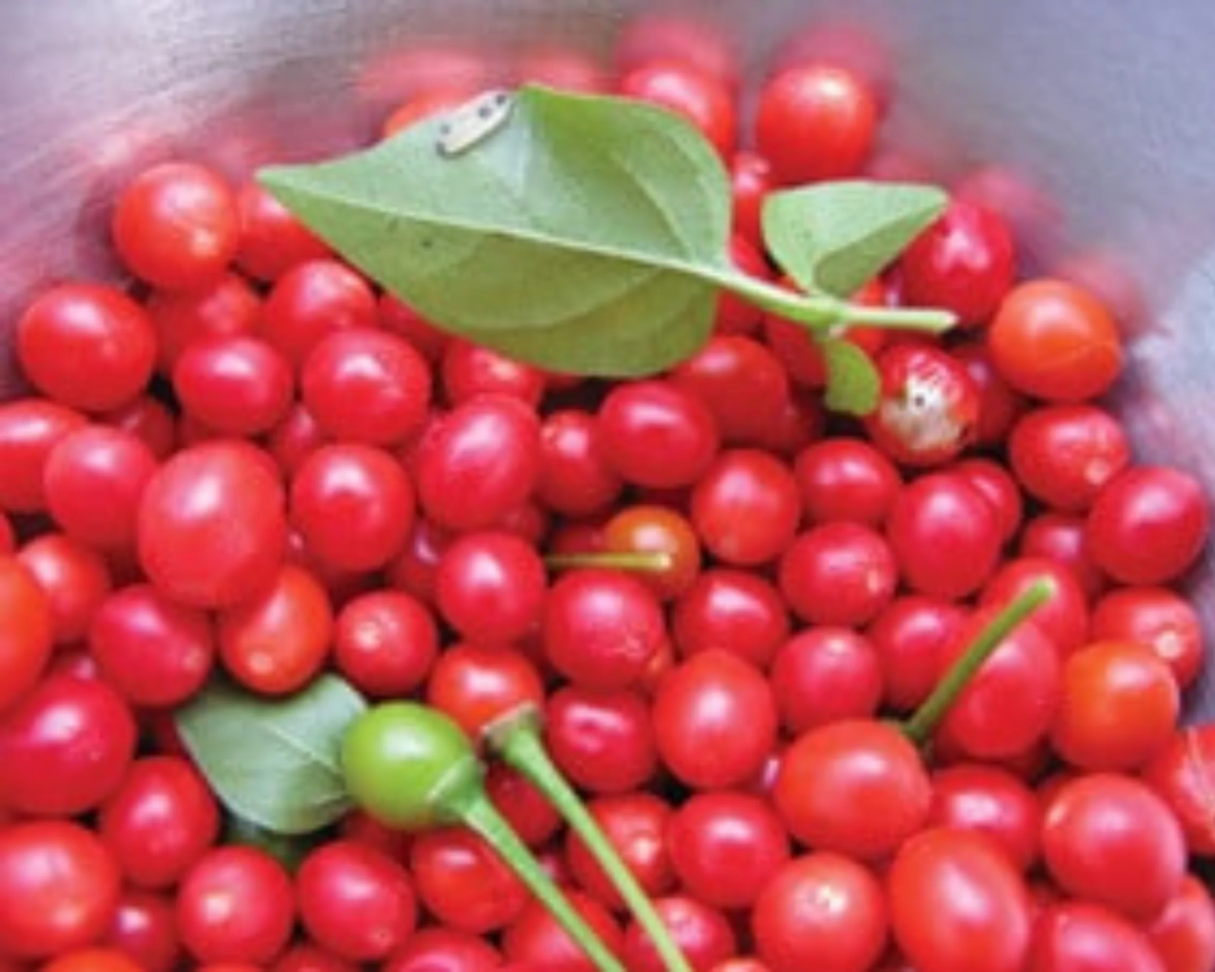 Chiltepin Hot Pepper Seeds - Image 2