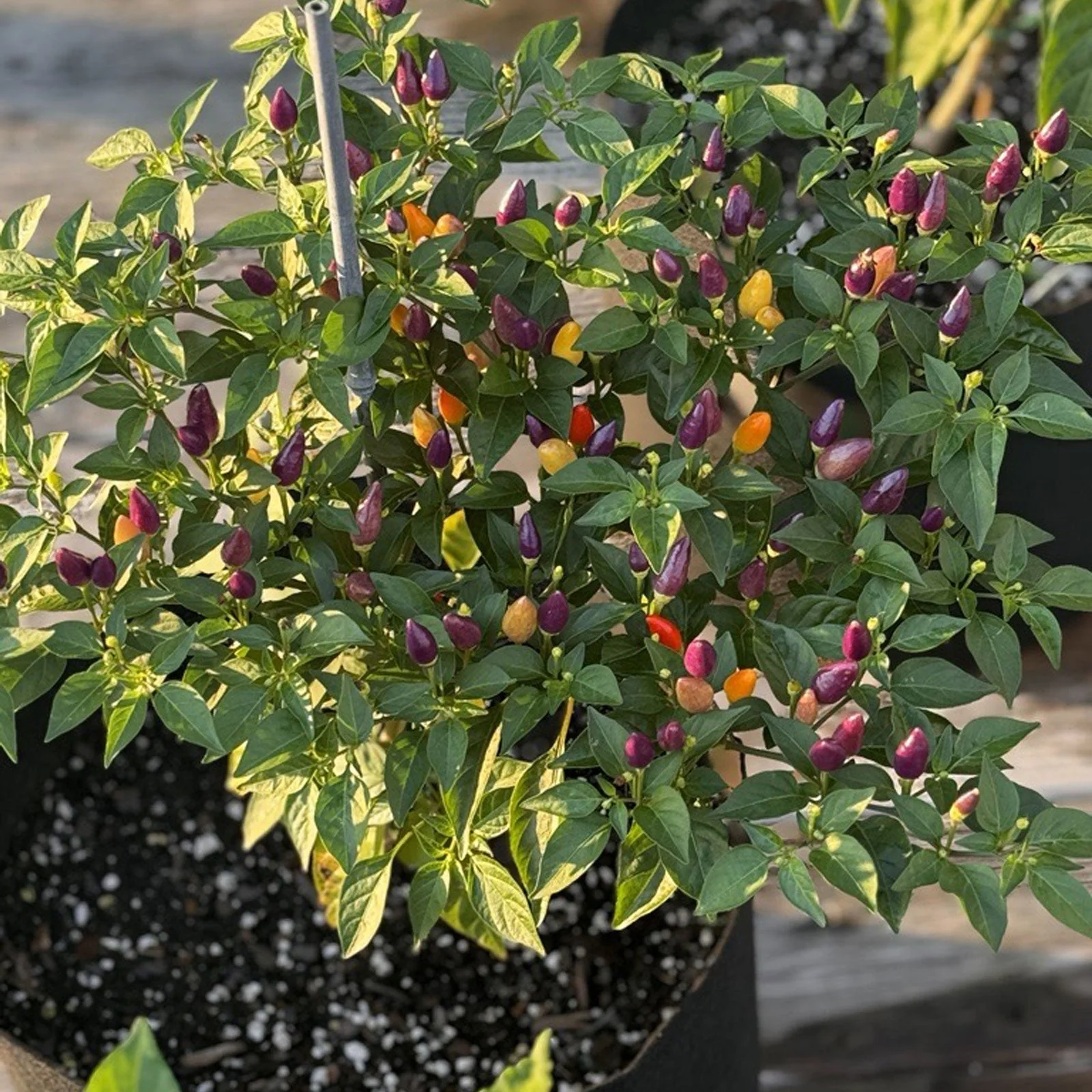 Chinese 5 Color Pepper Seeds - Image 2