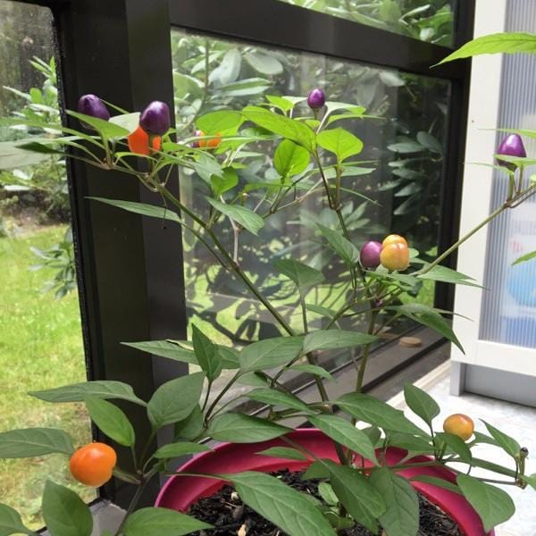 Chinese 5 Color Pepper Seeds - Image 3