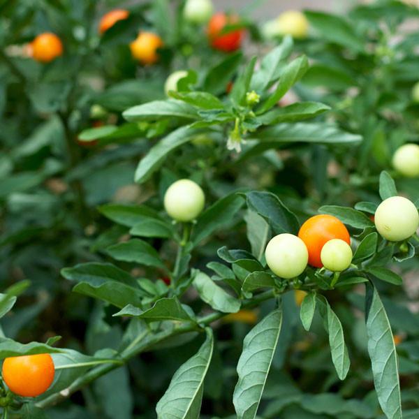 Chinese 5 Color Pepper Seeds - Image 4