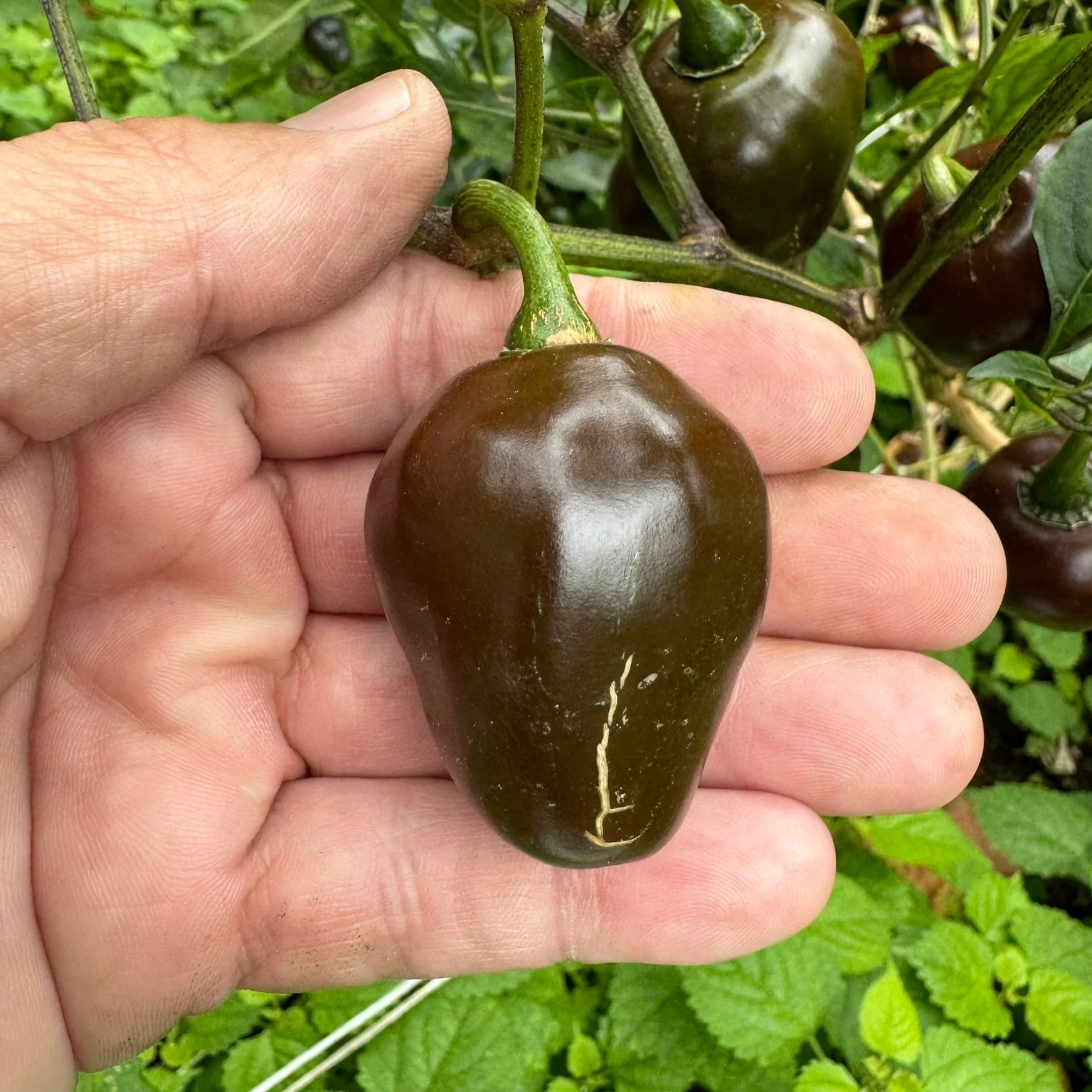 Chocolate Cherry Bomb - Seeds - Image 2