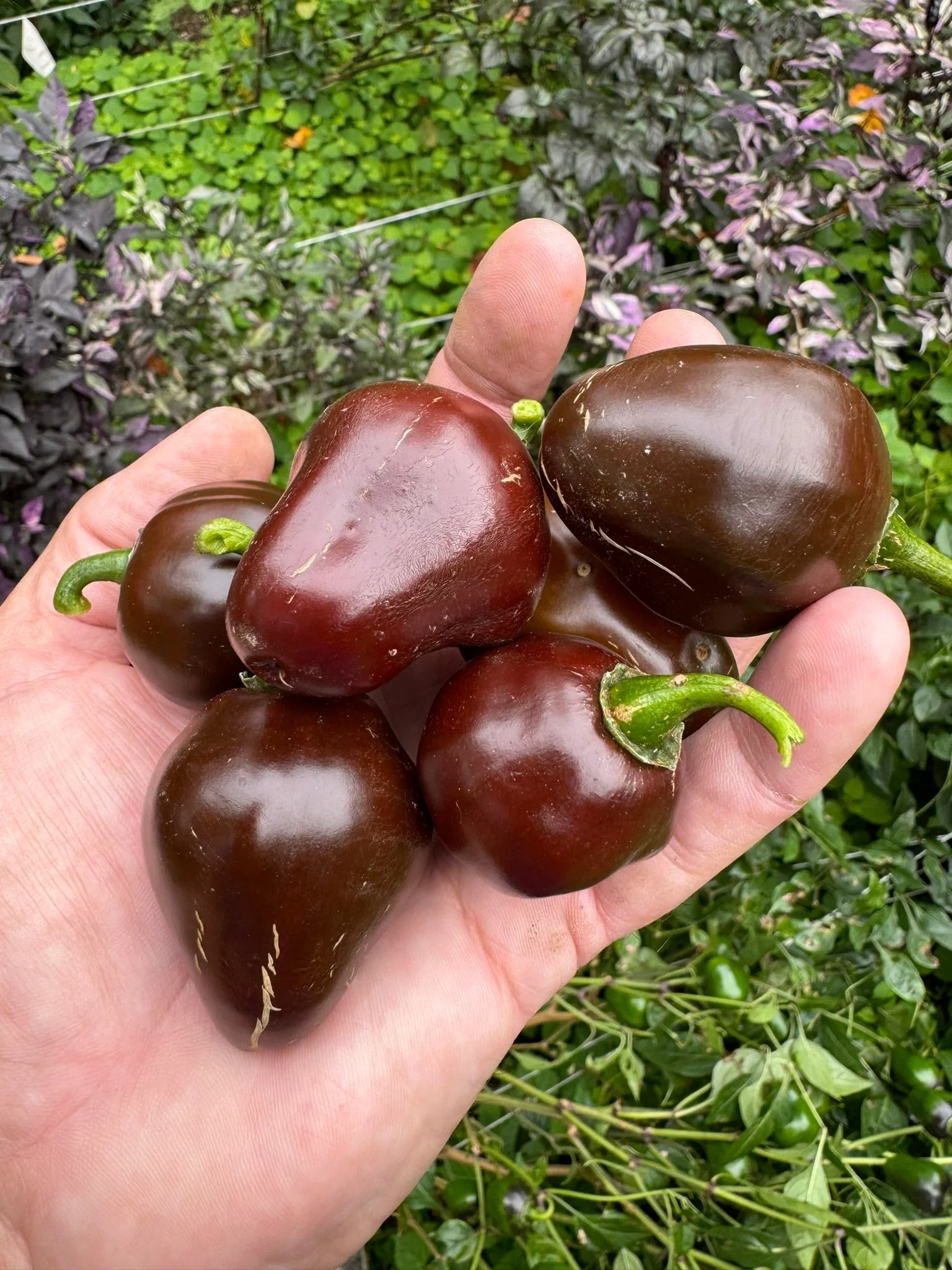 Chocolate Cherry Bomb - Seeds - Image 3