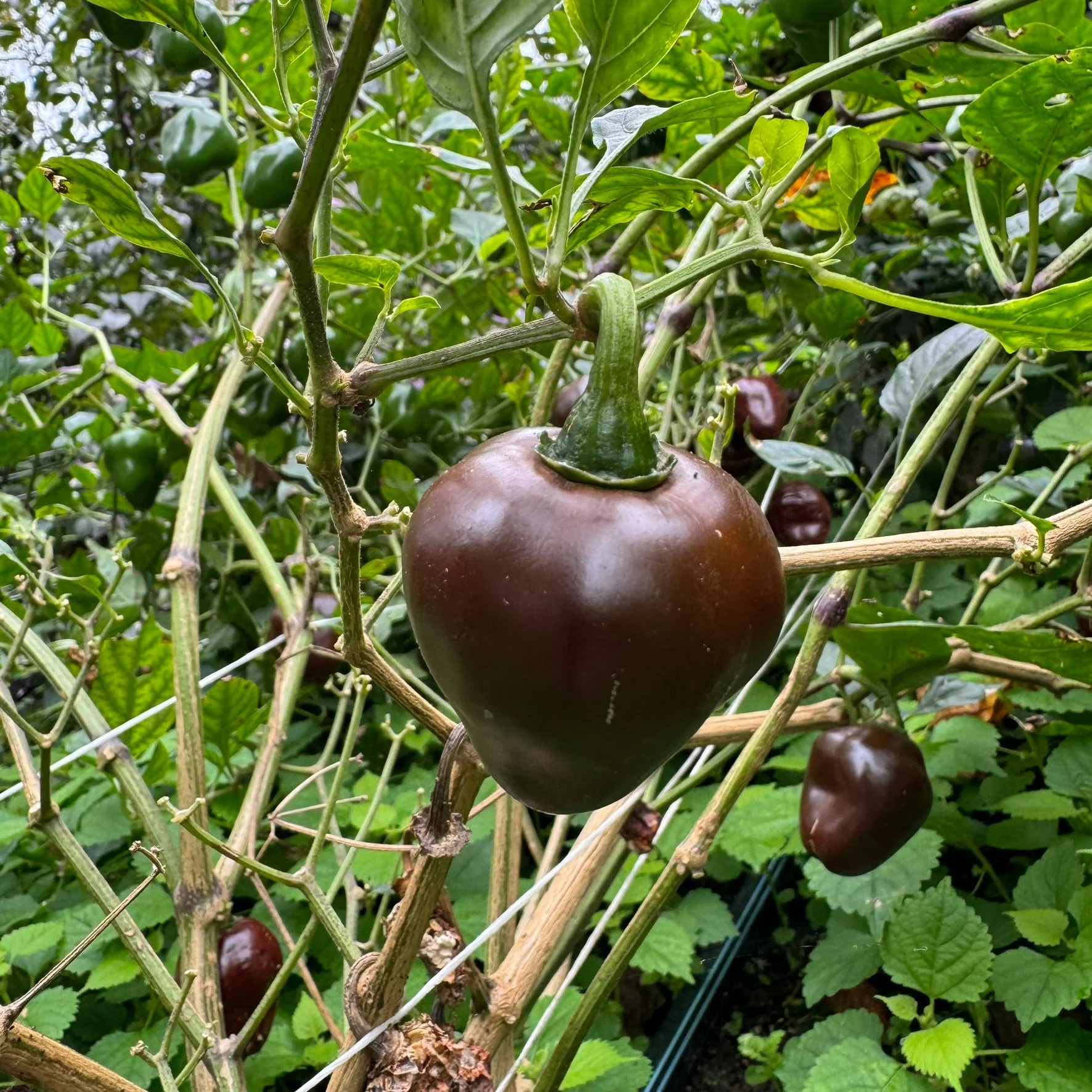 Chocolate Cherry Bomb - Seeds - Image 4
