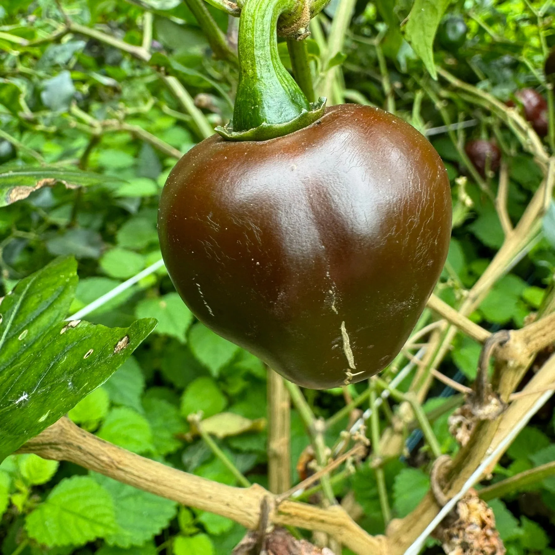 Chocolate Cherry Bomb - Seeds - Image 5