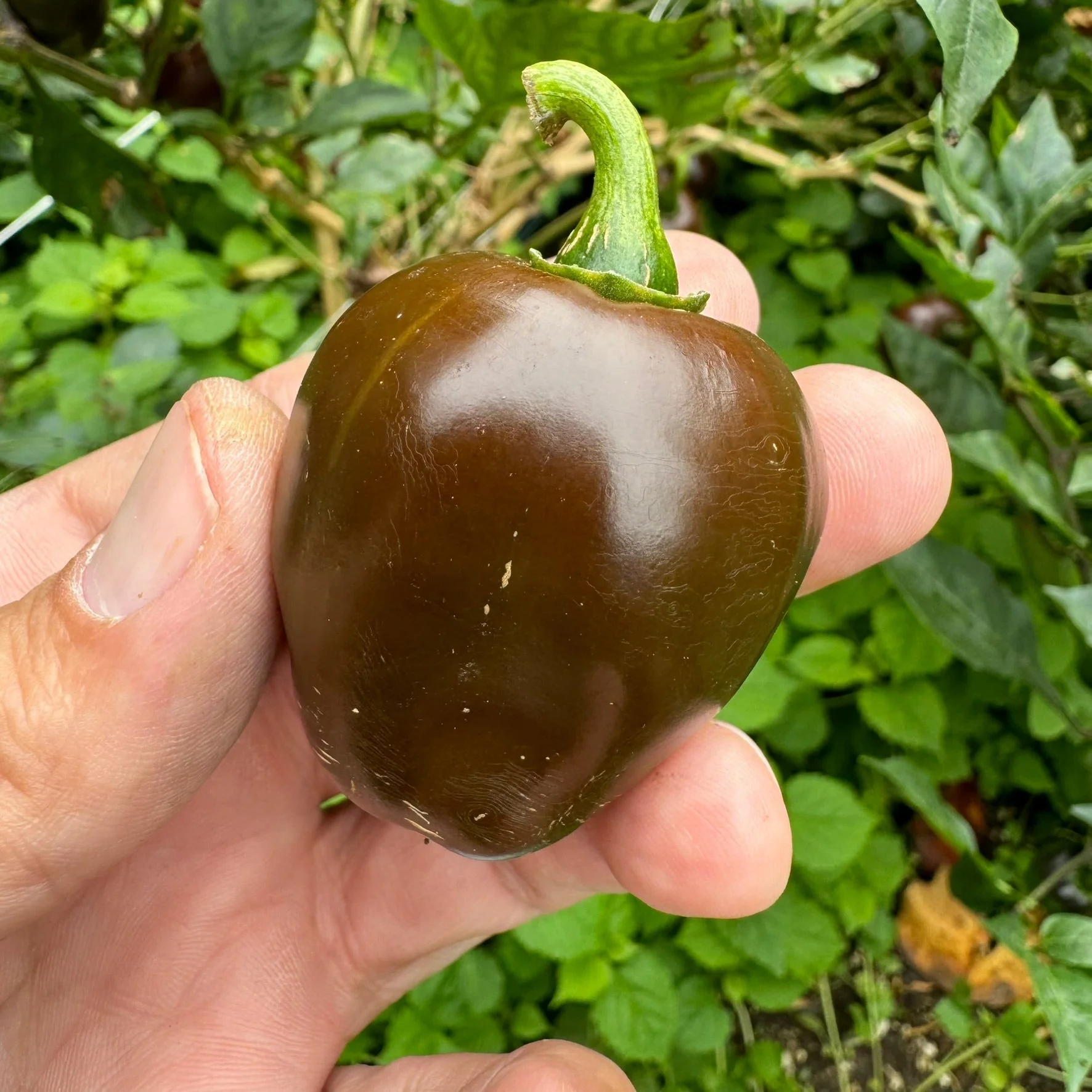 Chocolate Cherry Bomb - Seeds - Image 6