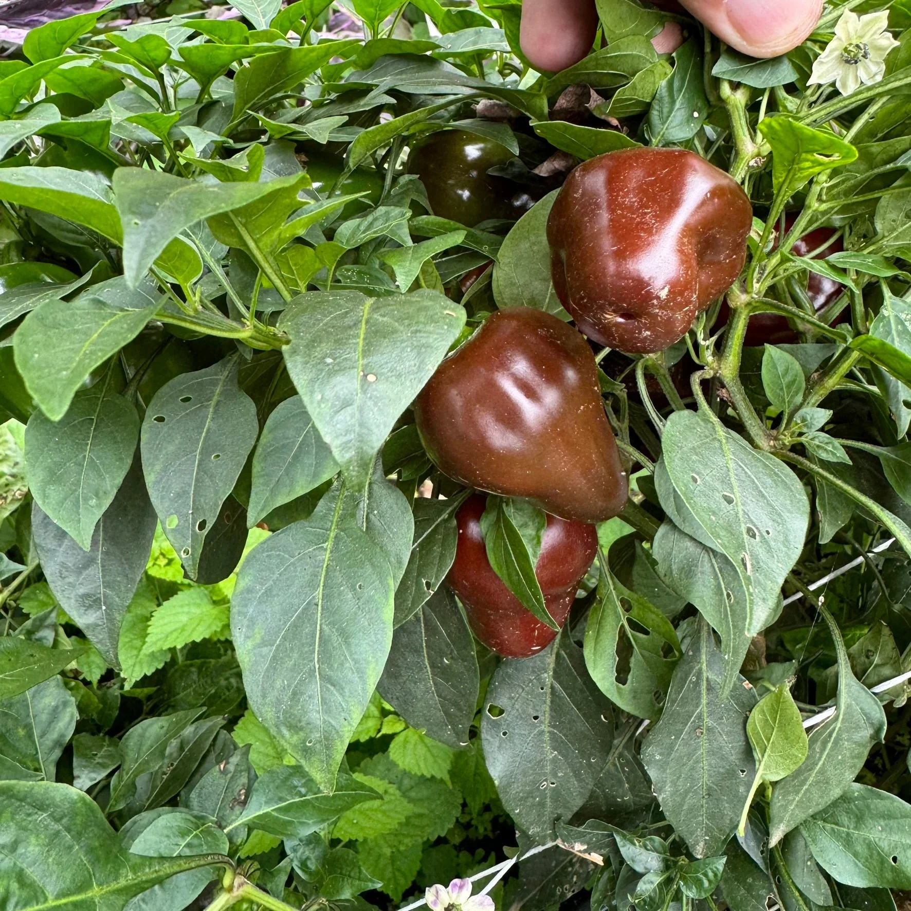 Chocolate Cherry Bomb - Seeds - Image 7