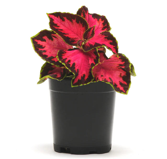 Chocolate Covered Cherry Coleus Seeds - Image 2