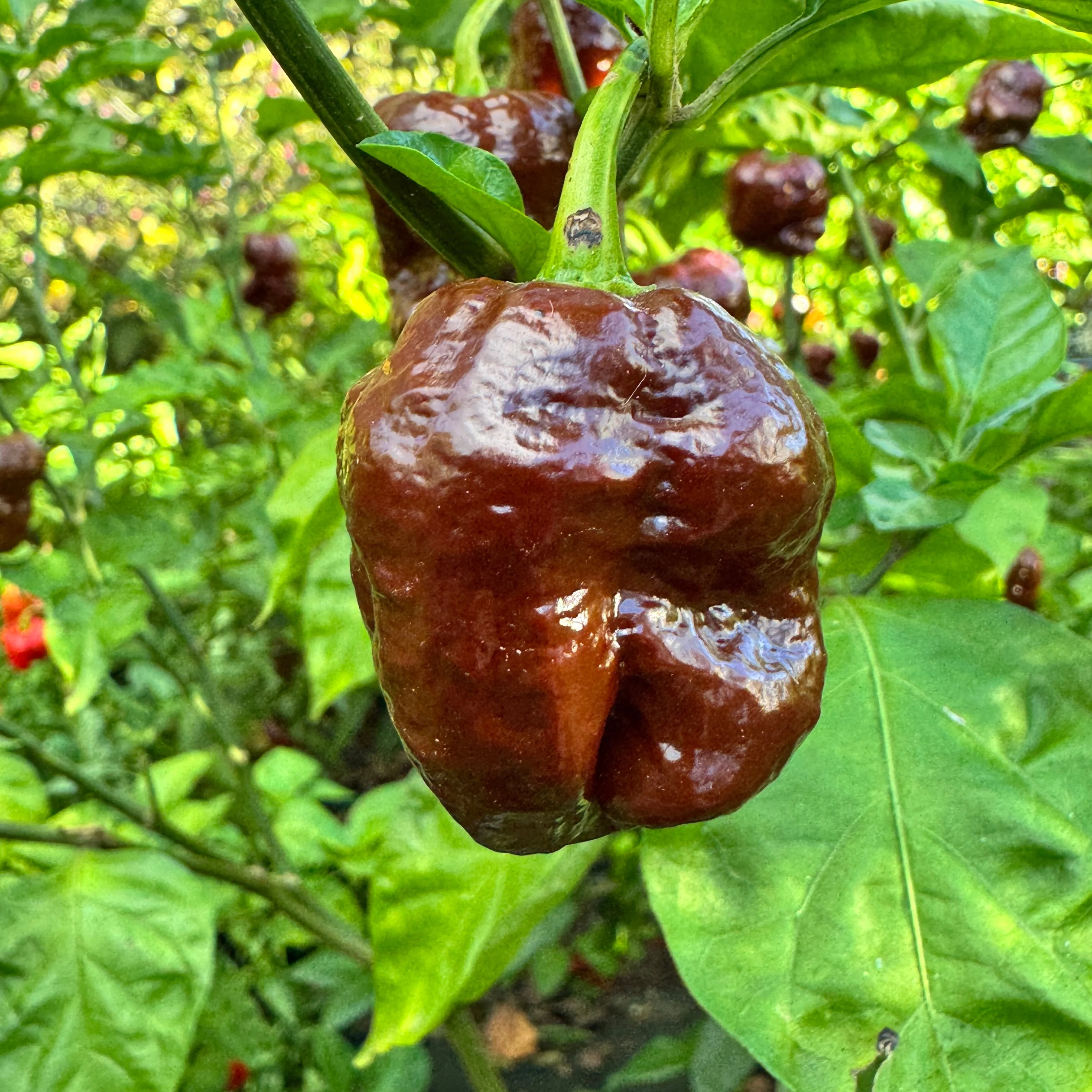 Chocolate Dragon's Breath - Seeds - Image 2