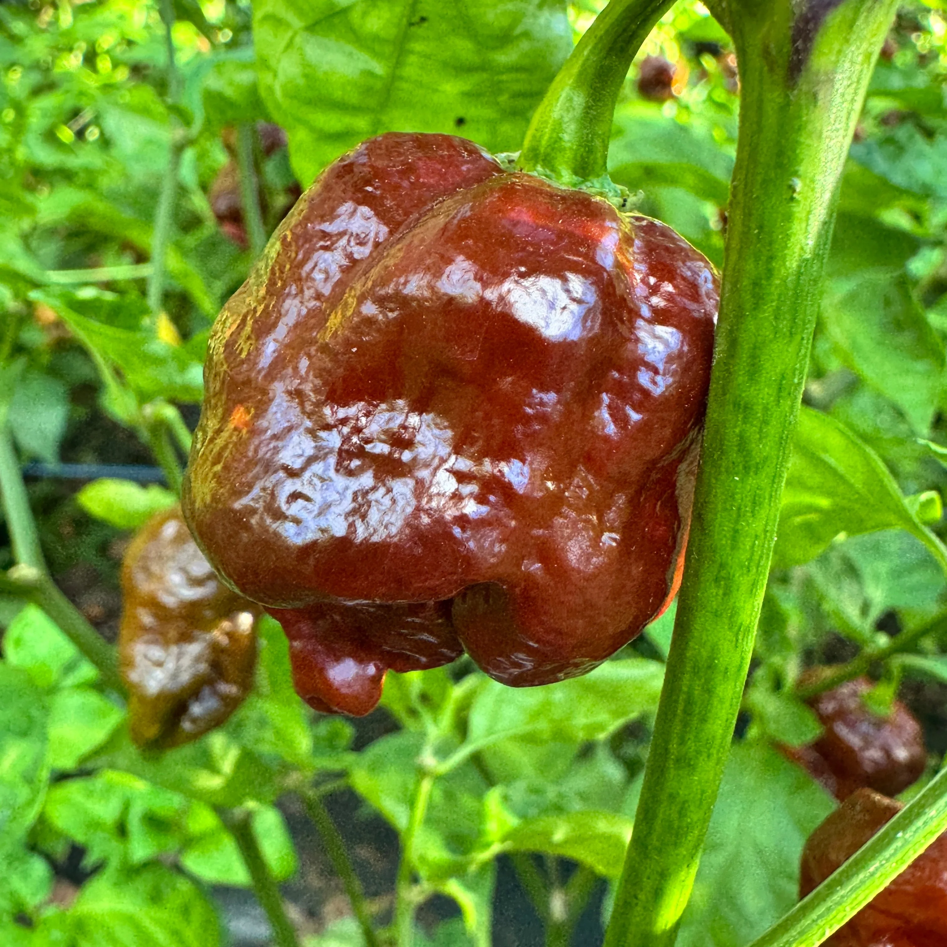 Chocolate Dragon's Breath - Seeds - Image 3