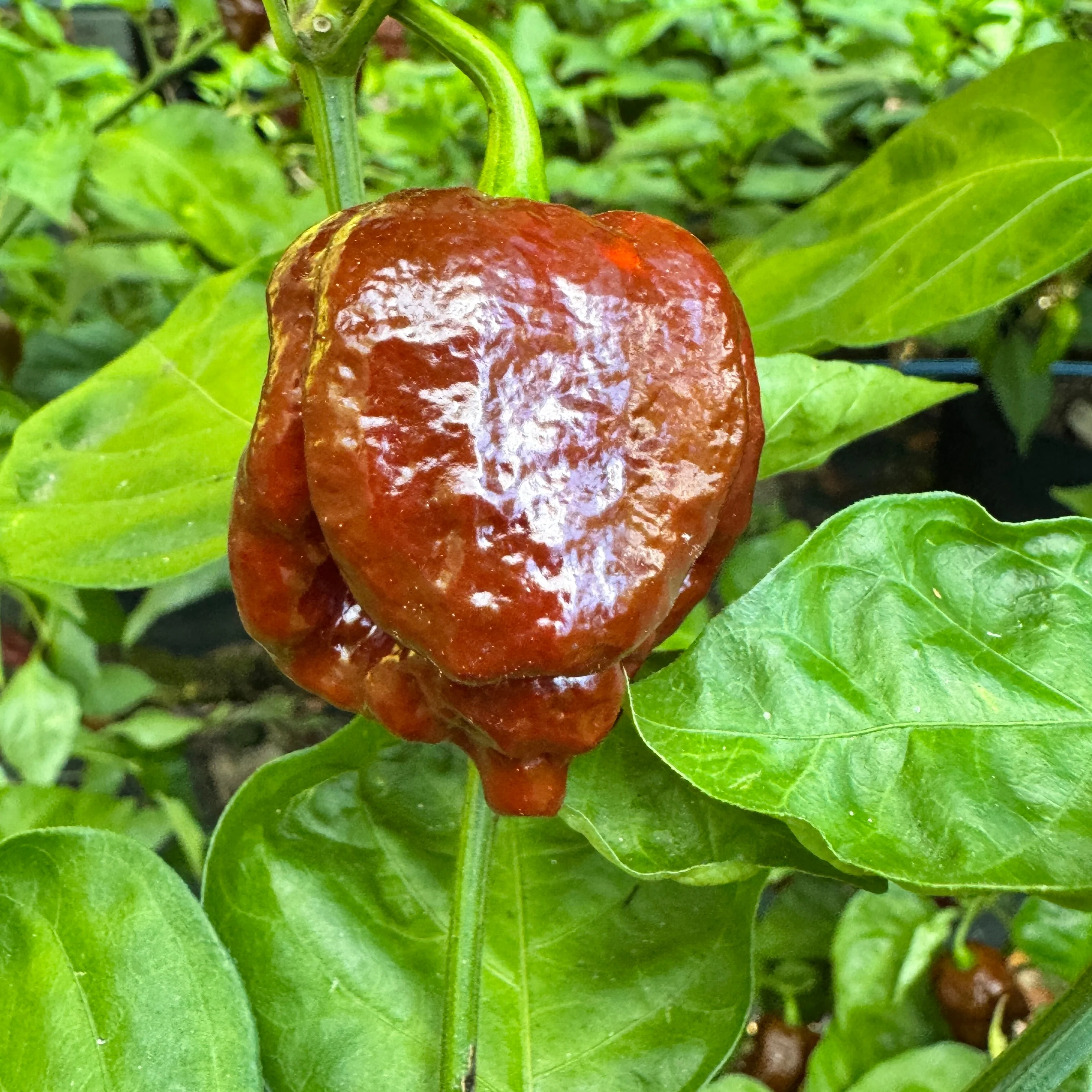 Chocolate Dragon's Breath - Seeds - Image 6