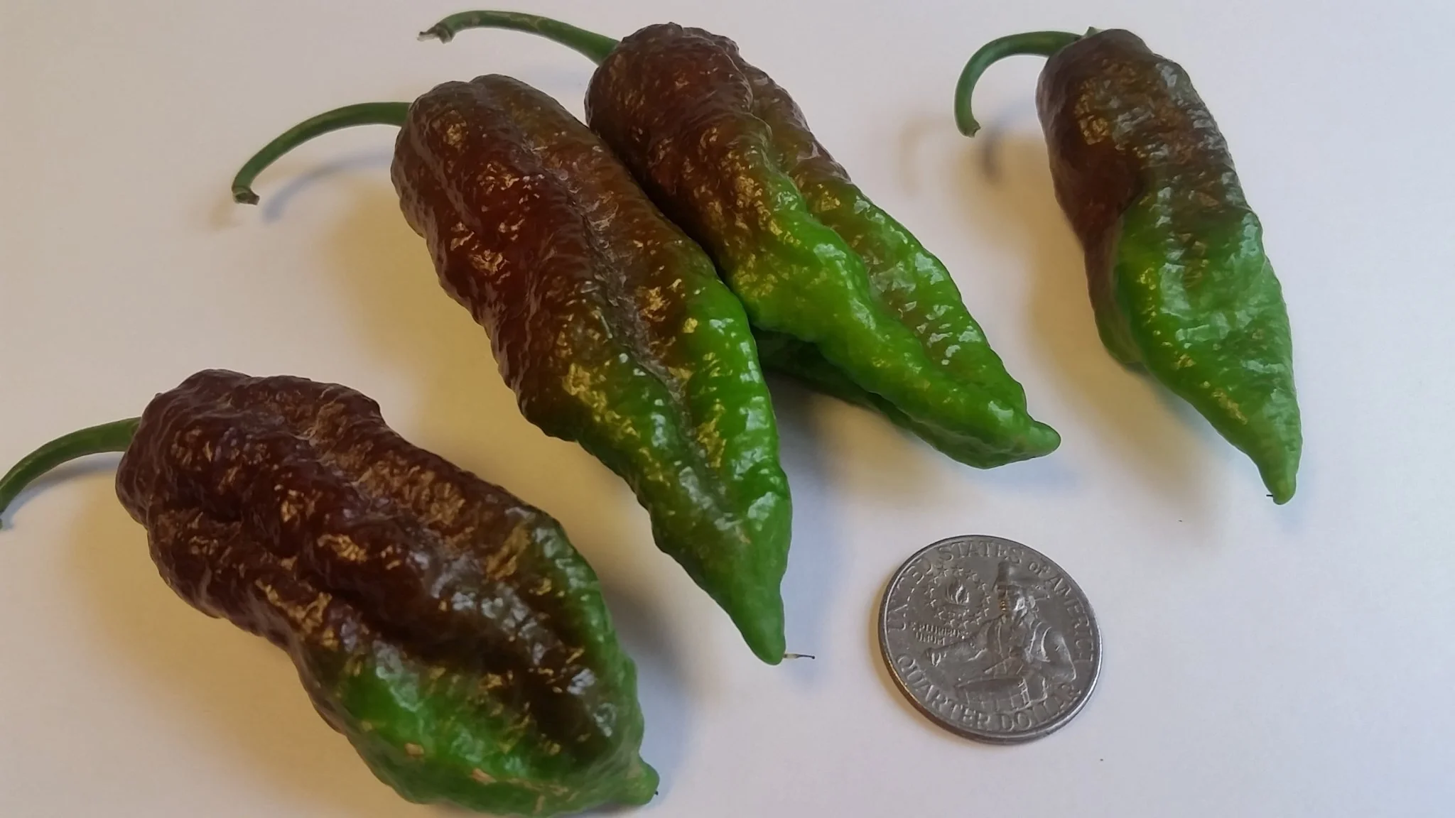 Chocolate Fatalii  - Seeds - Image 3