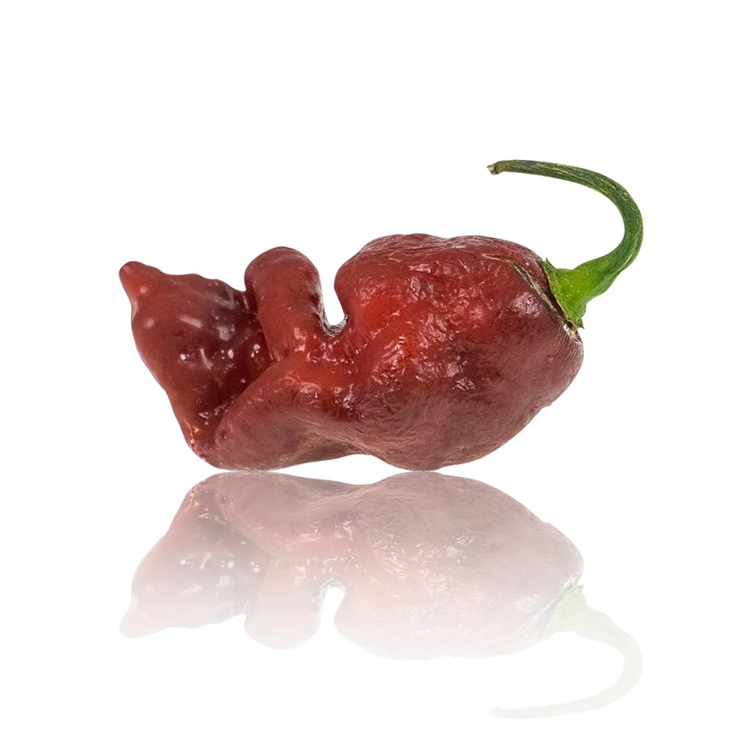 Chocolate Gator Jigsaw Chili Pepper Seeds - Image 3