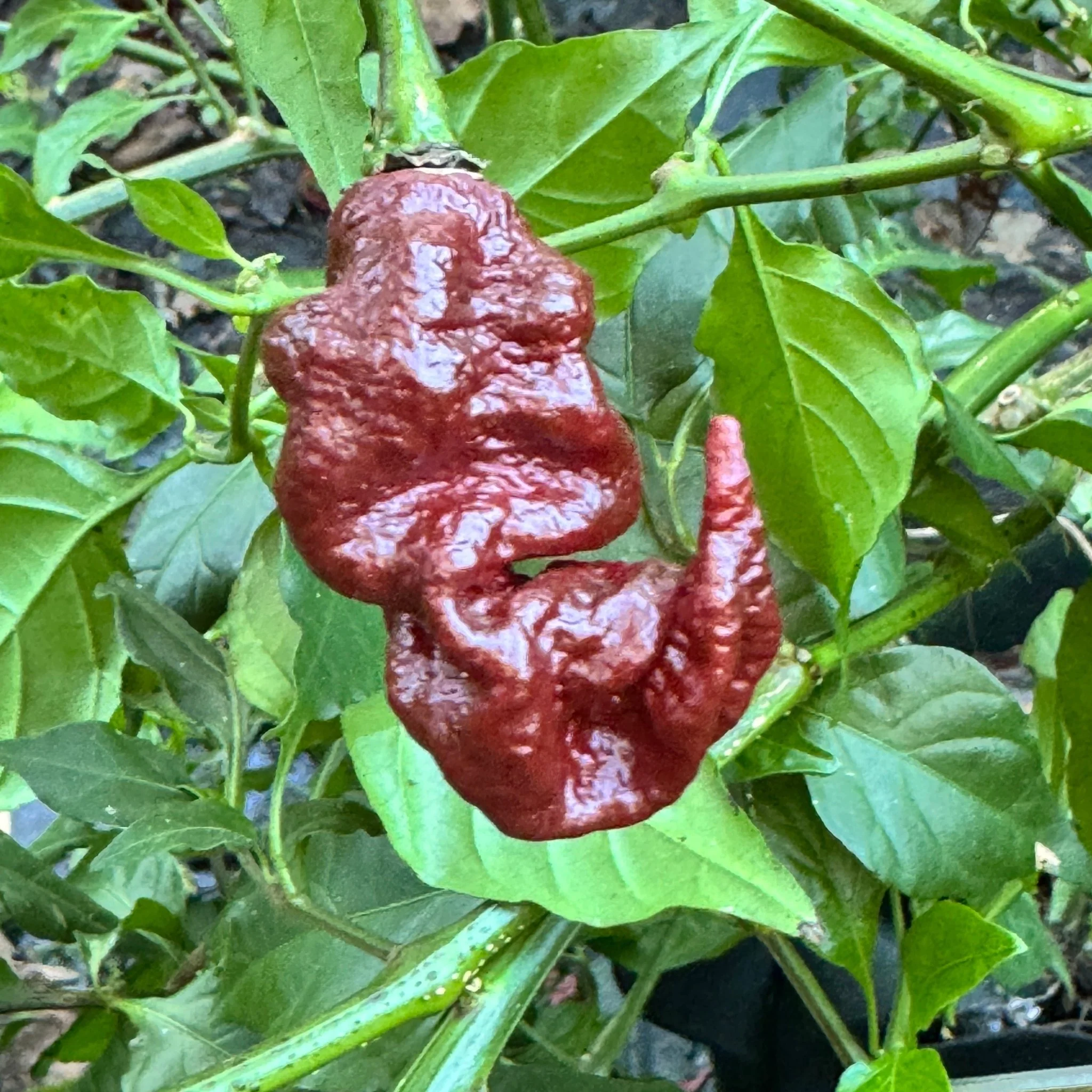 Chocolate Primotalii - Seeds - Image 2