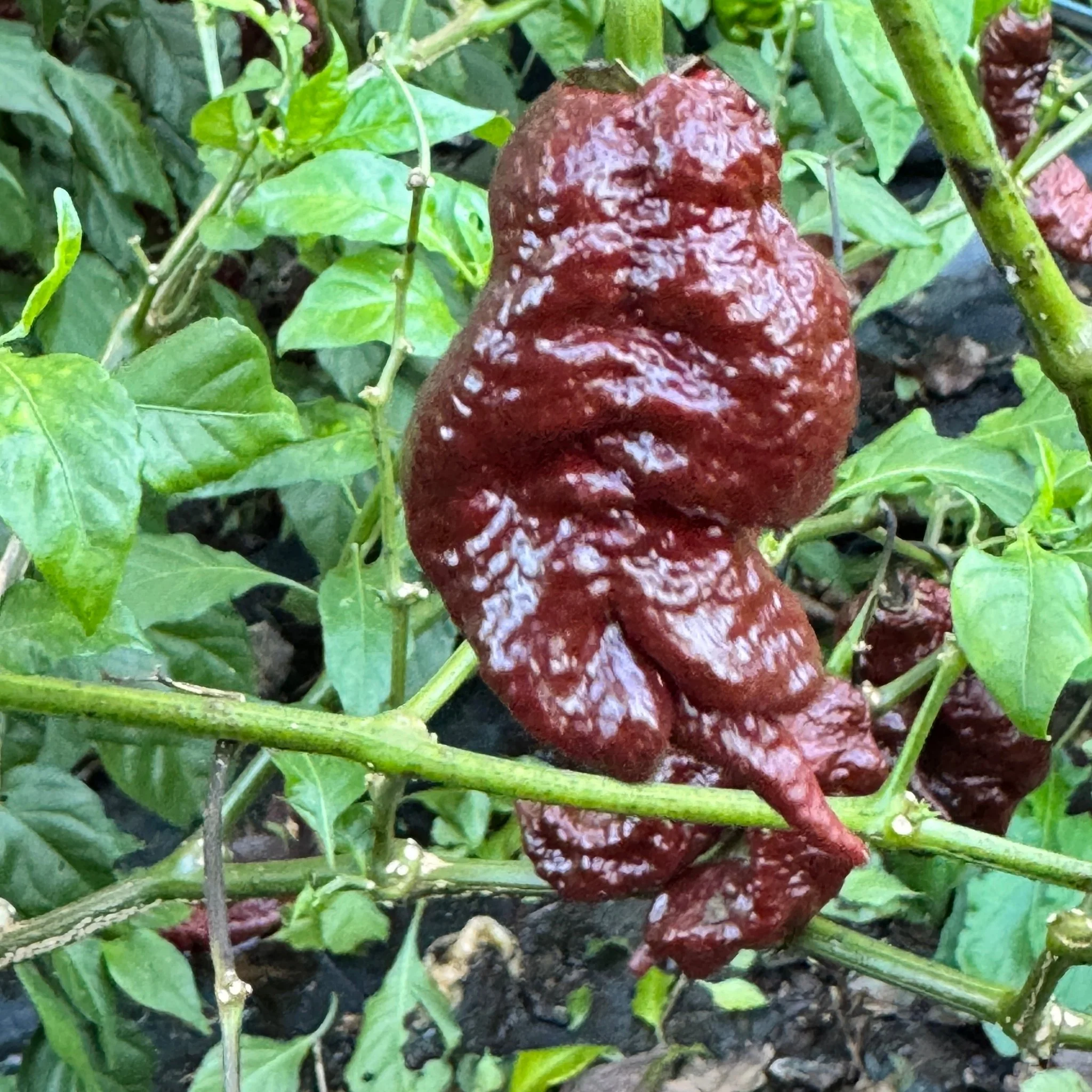 Chocolate Primotalii - Seeds - Image 3