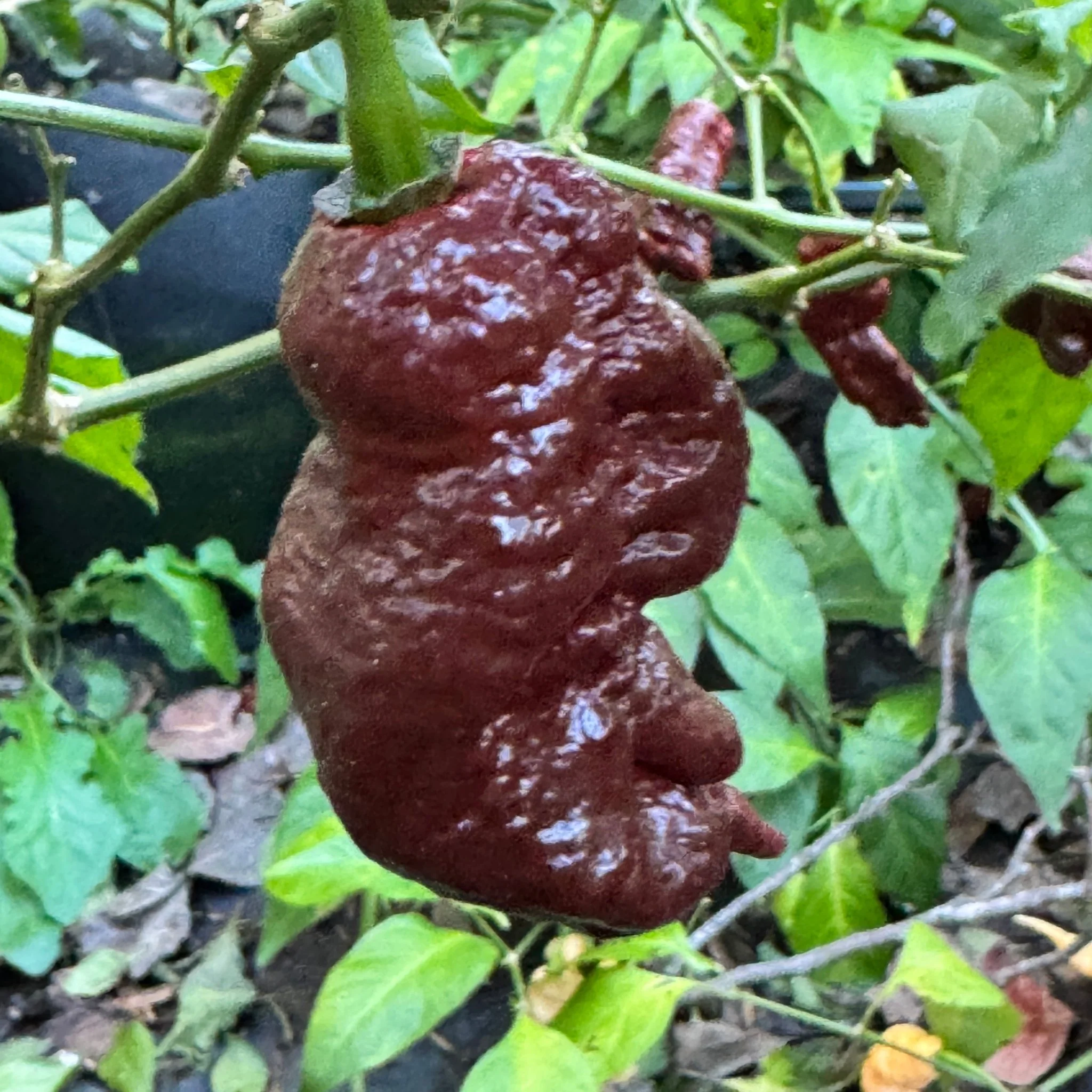 Chocolate Primotalii - Seeds - Image 4