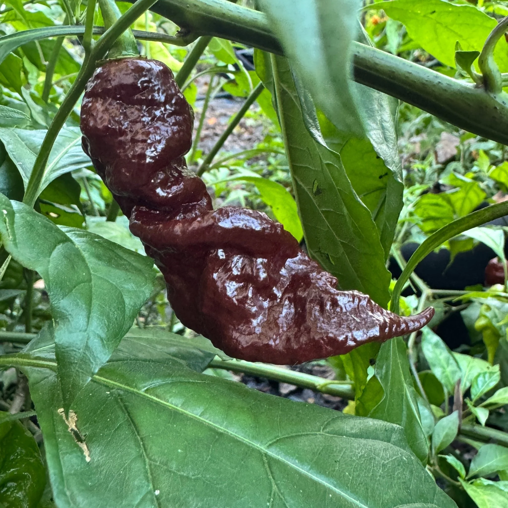 Chocolate Primotalii - Seeds - Image 6
