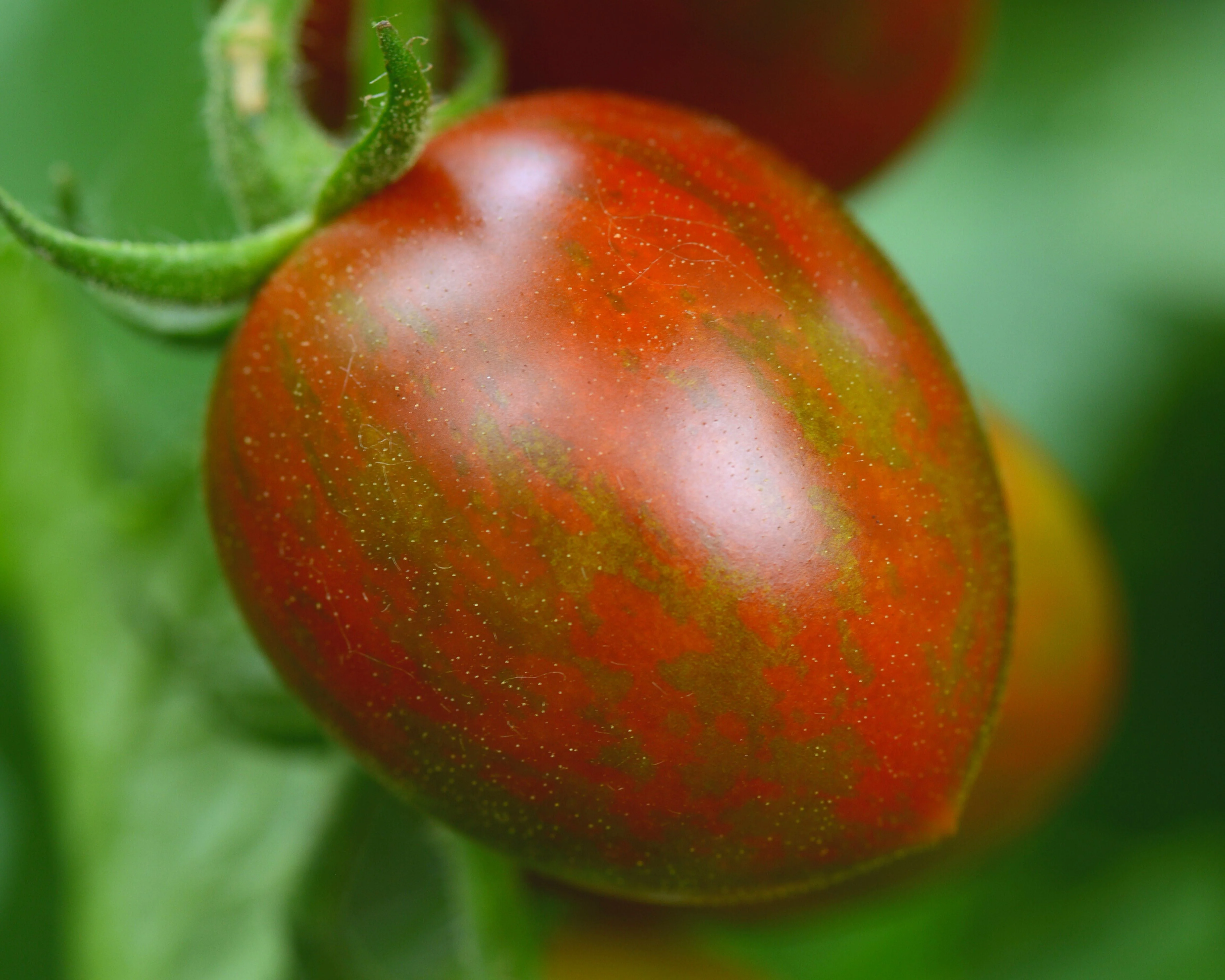 Chocolate Sprinkles Hybrid Tomato Seeds - Image 2