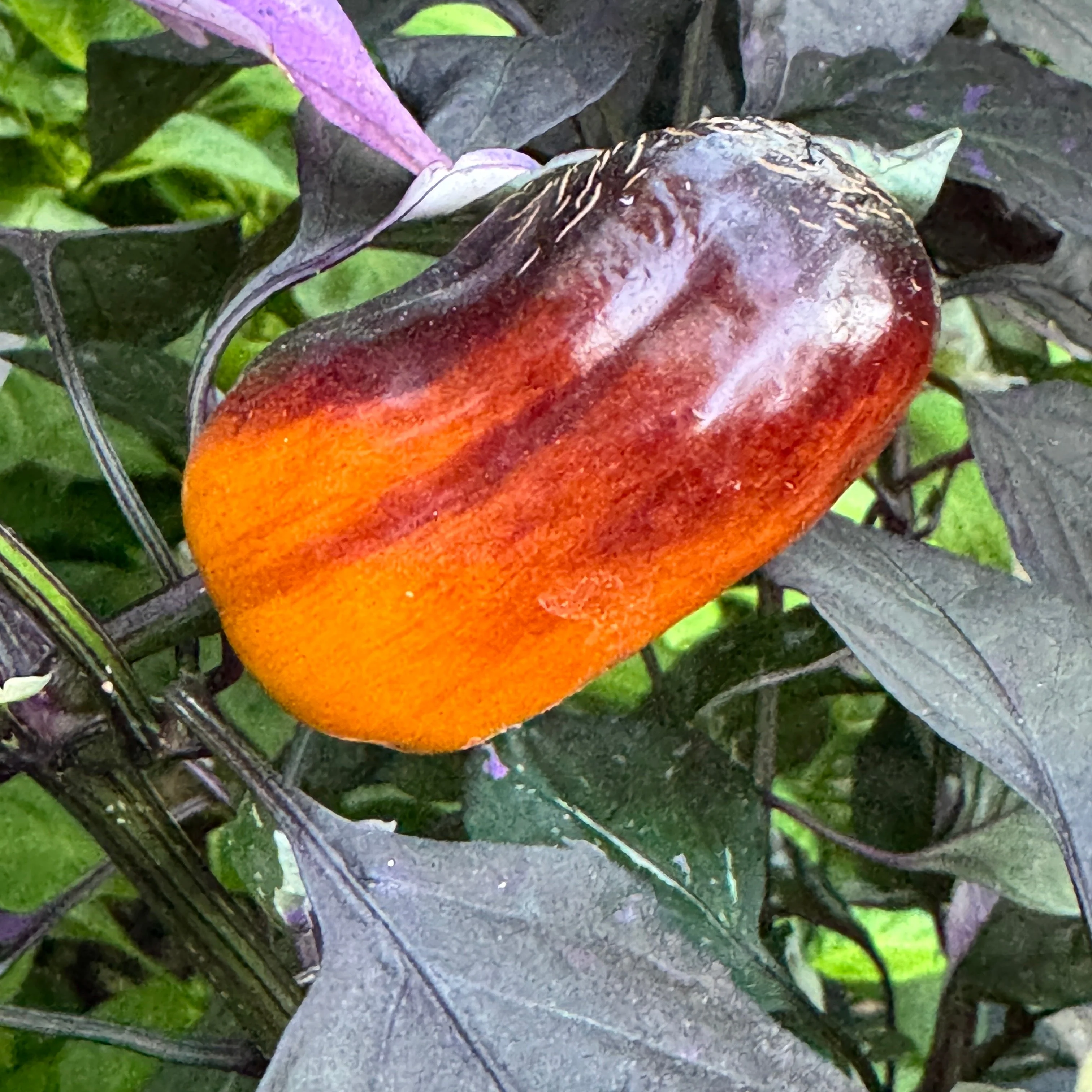 Cibola - Seeds