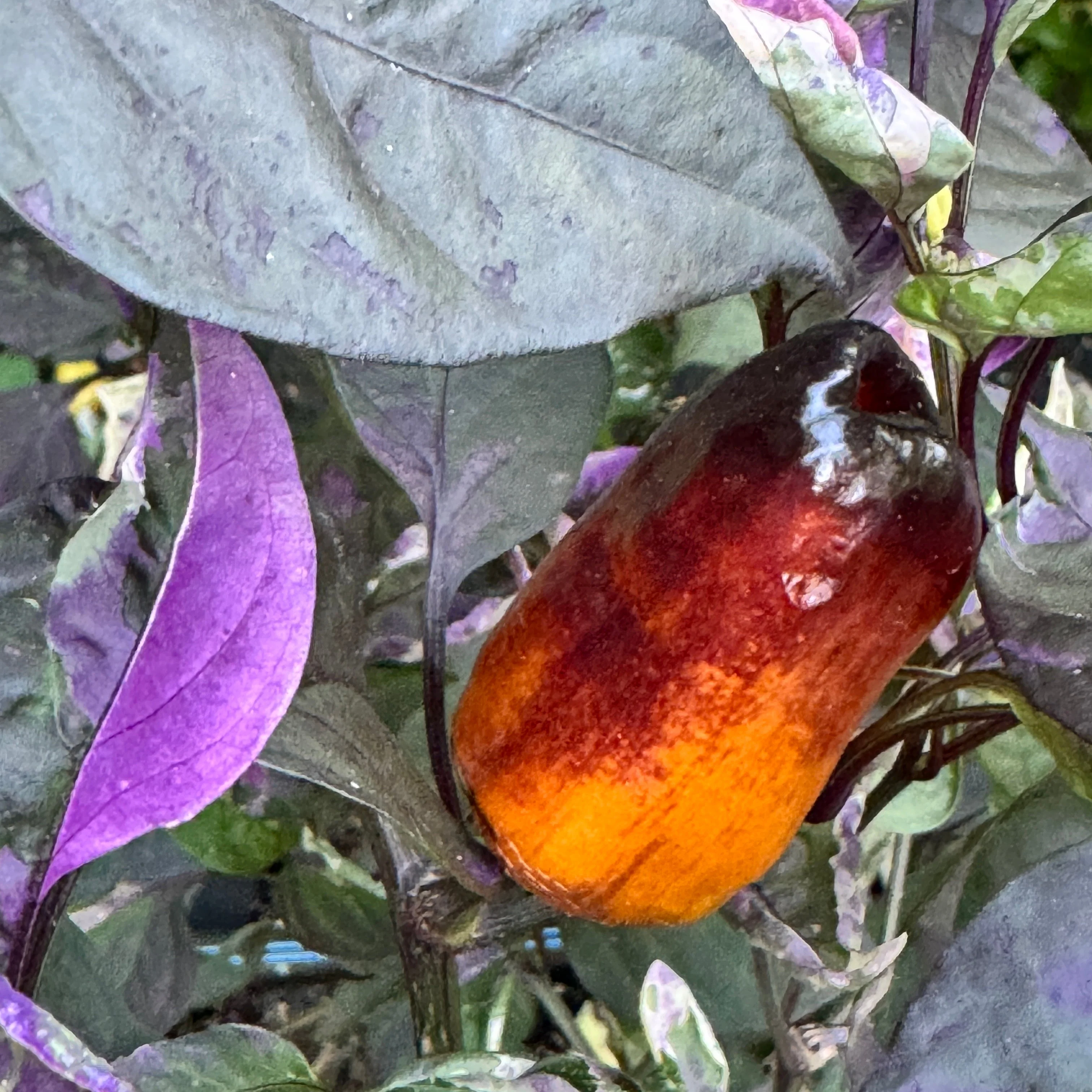 Cibola - Seeds - Image 2