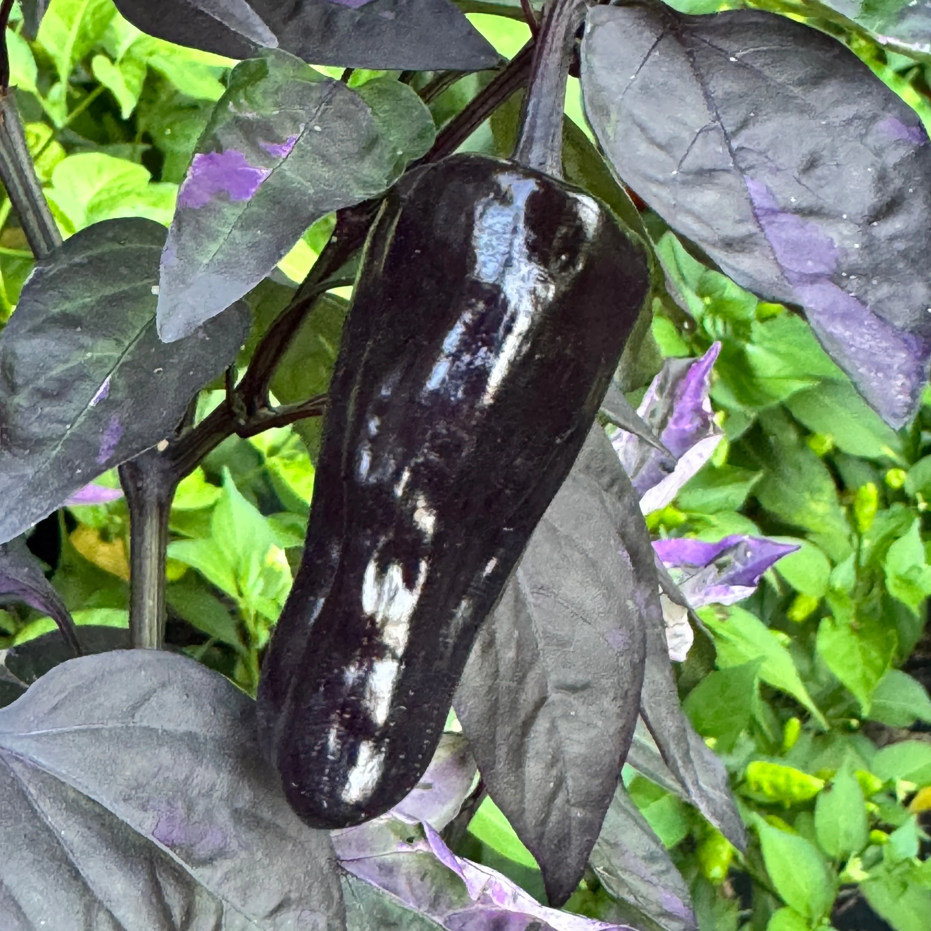 Cibola - Seeds - Image 3