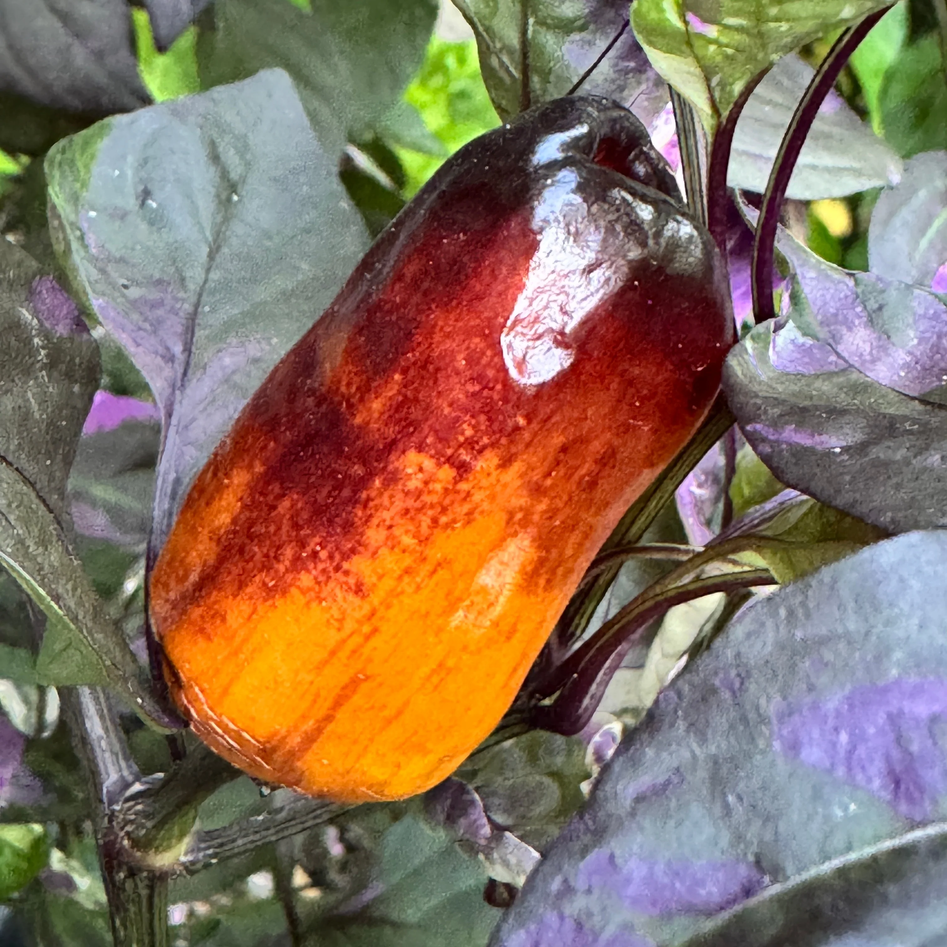 Cibola - Seeds - Image 4