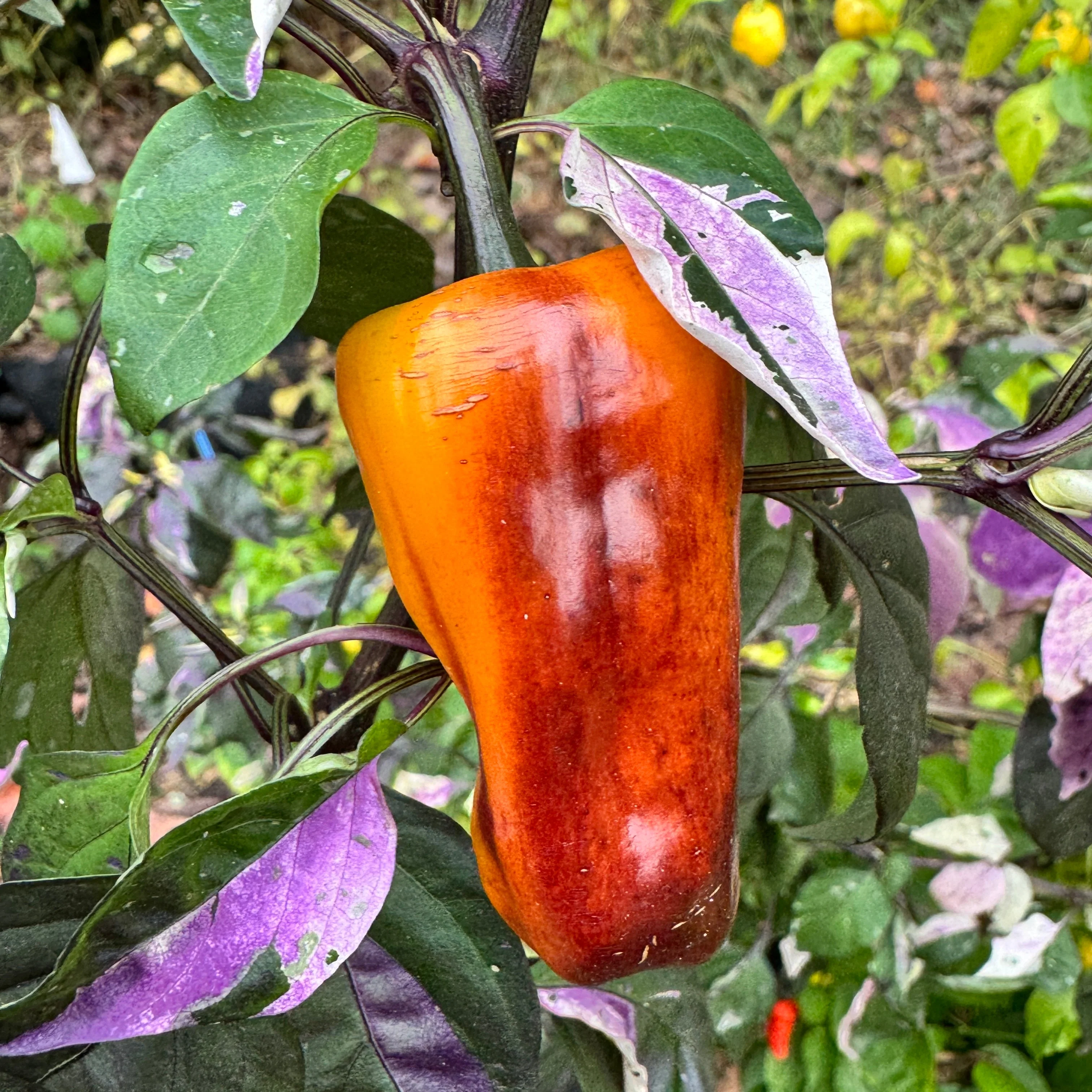 Cibola - Seeds - Image 5
