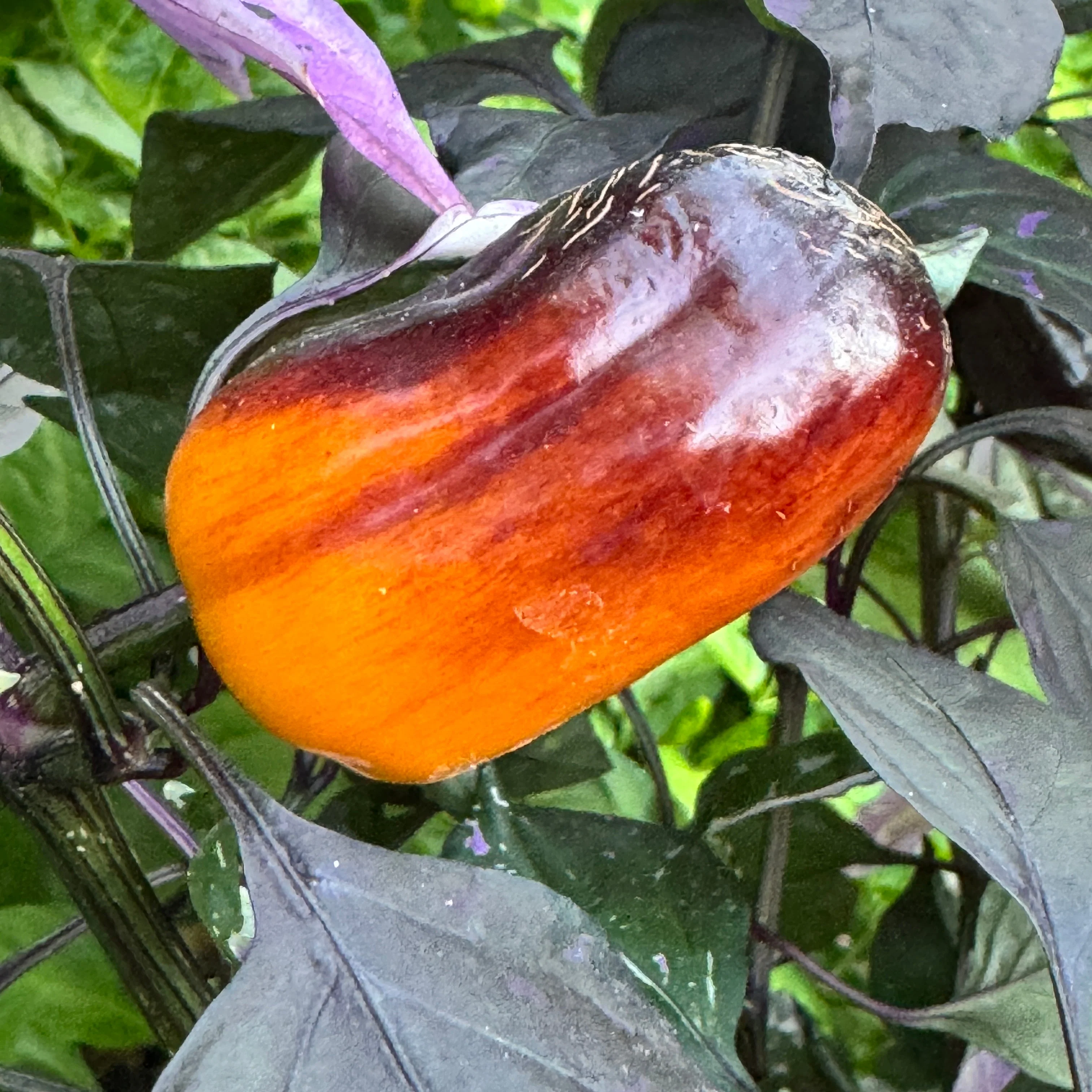 Cibola - Seeds - Image 6