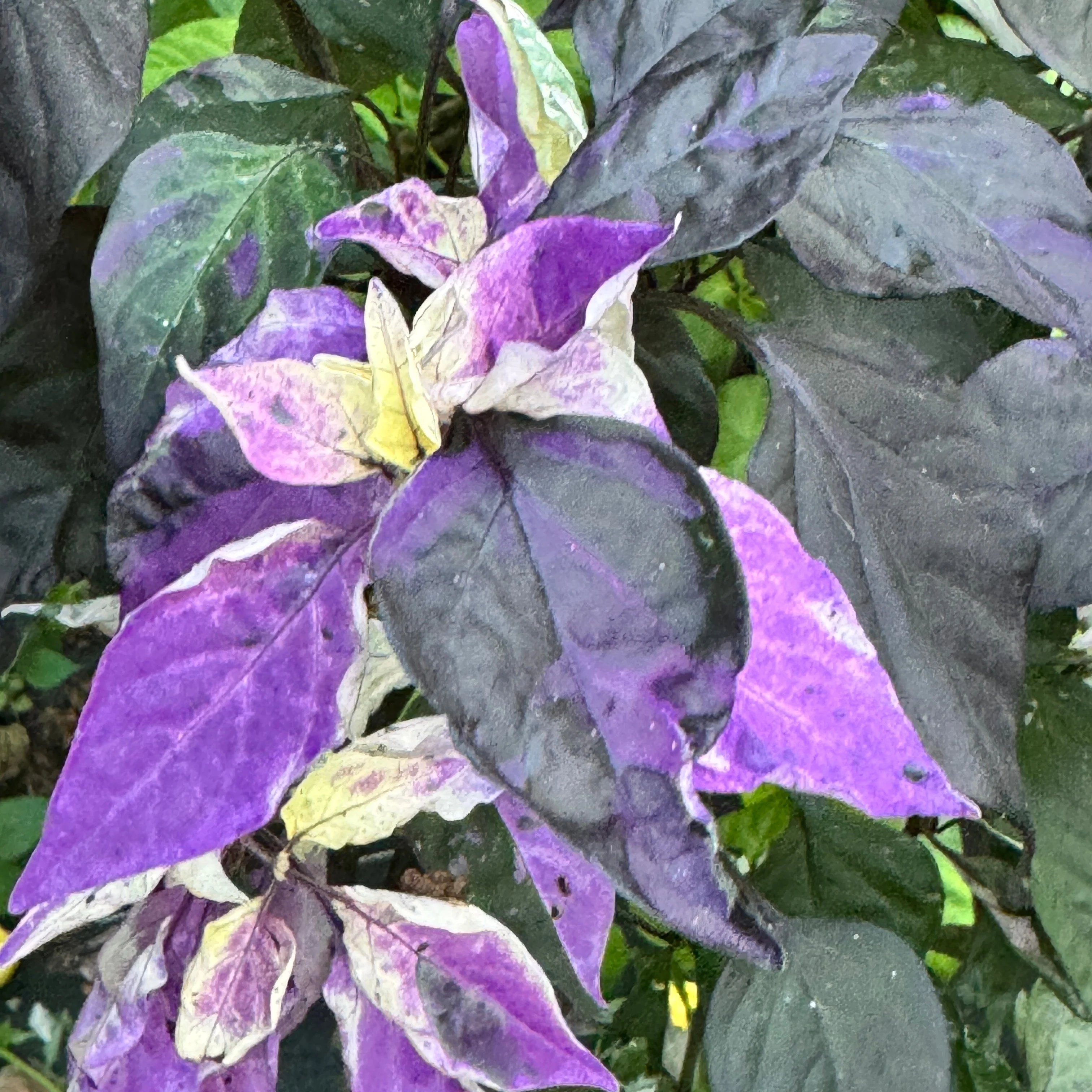 Cibola - Seeds - Image 7