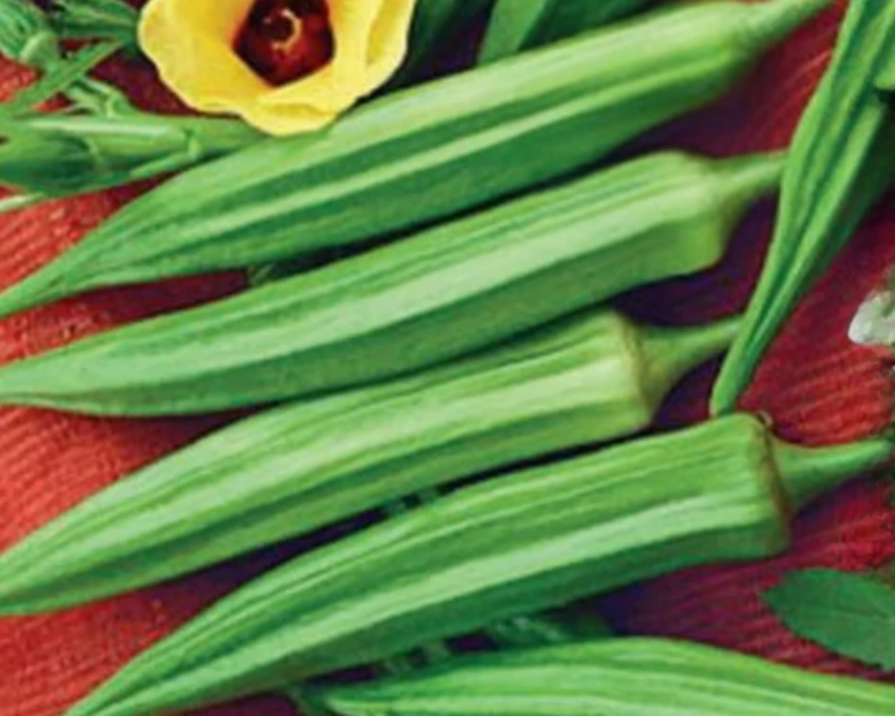 Clemson Spineless Okra Seeds - Image 2