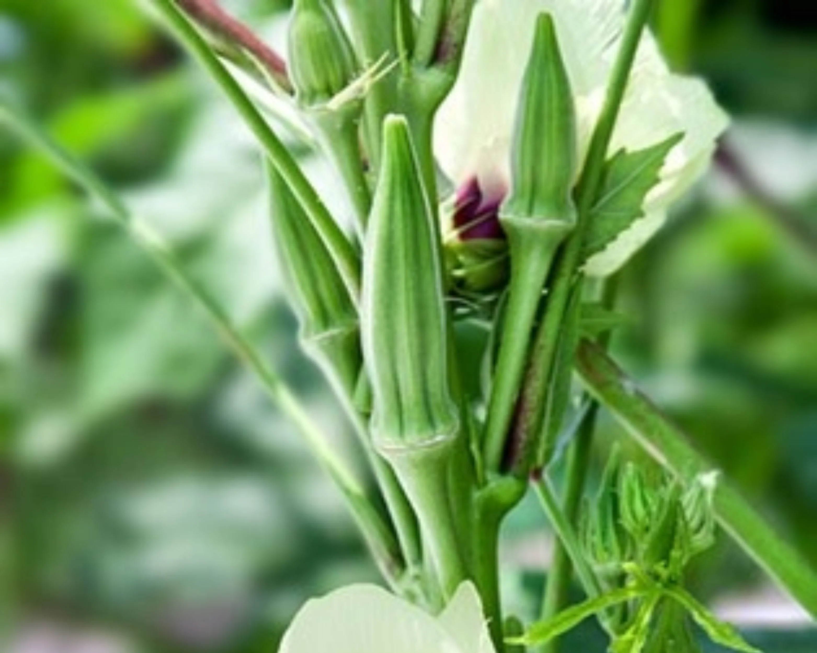 Clemson Spineless Okra Seeds - Image 3