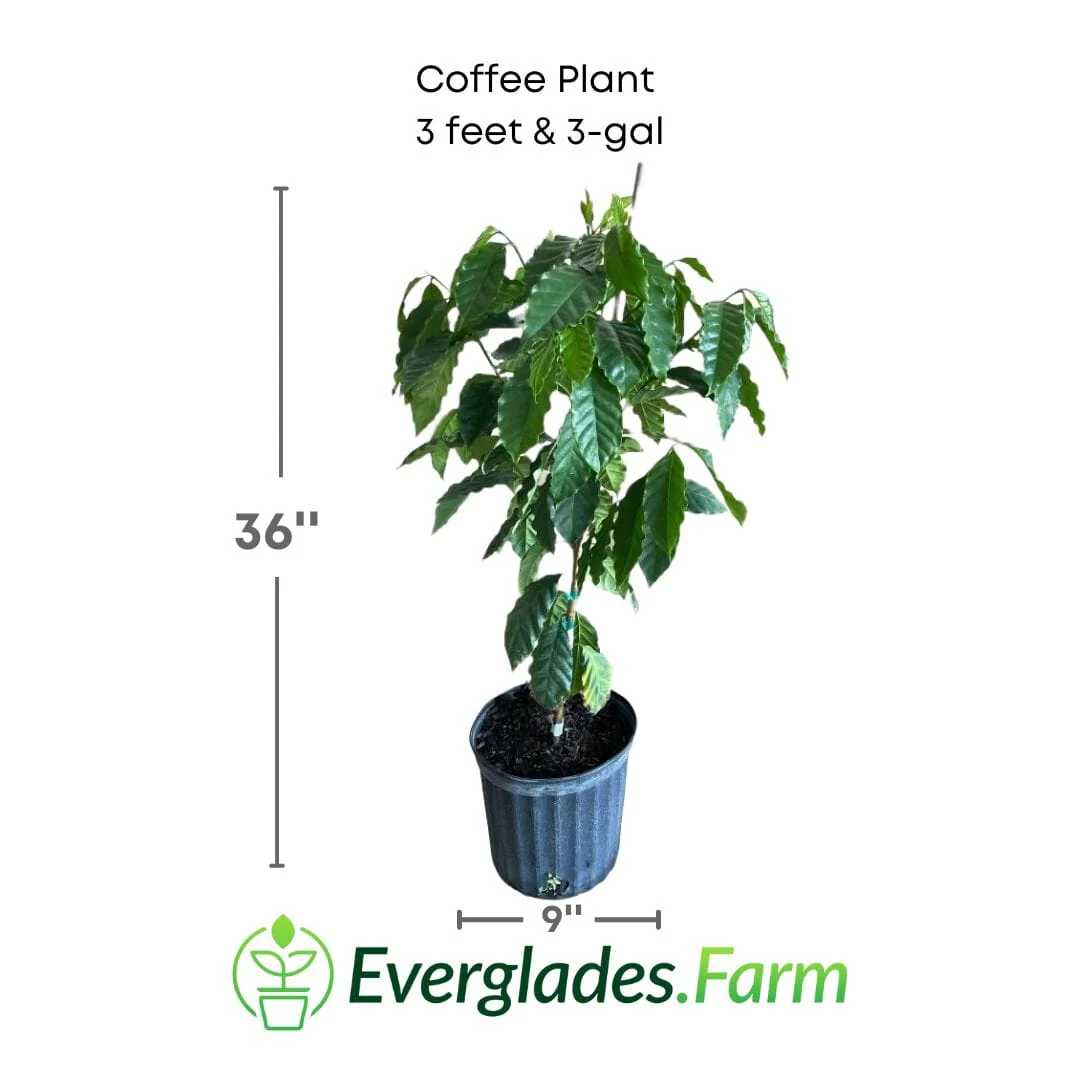 Coffee Plant - Image 3