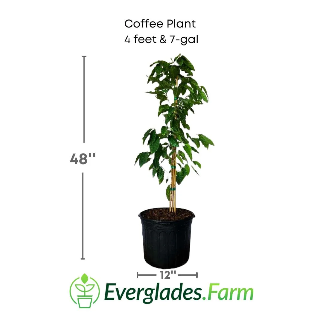 Coffee Plant - Image 4