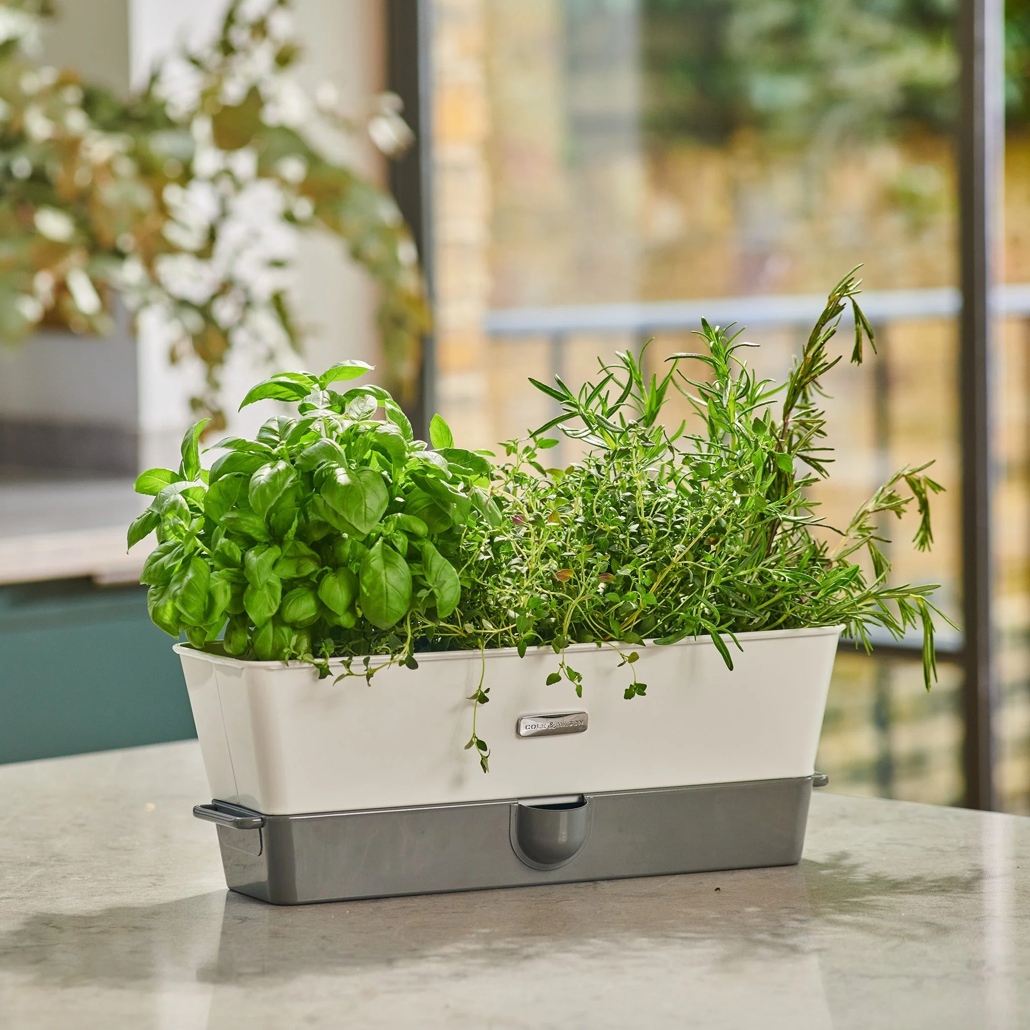 Cole & Mason Burwell Self-Watering Potted Herb Keeper - Image 5