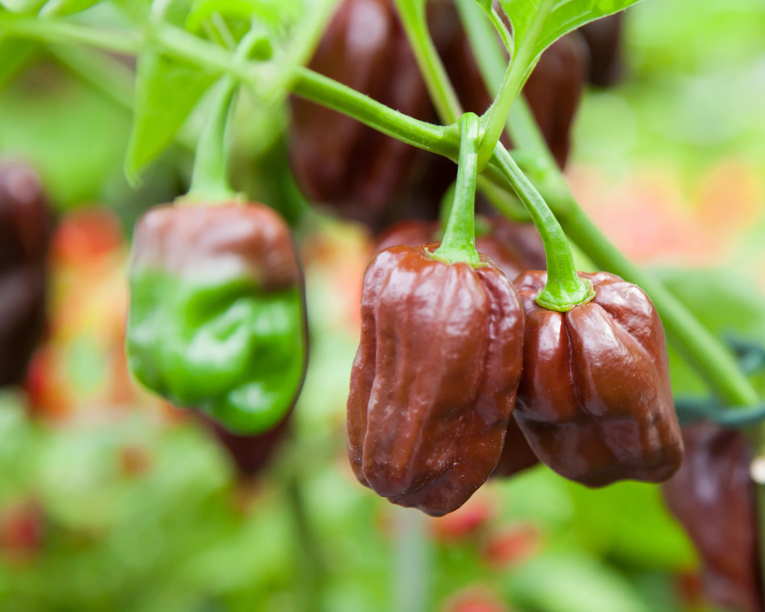 Congo Black Hot Pepper Seeds - Image 2