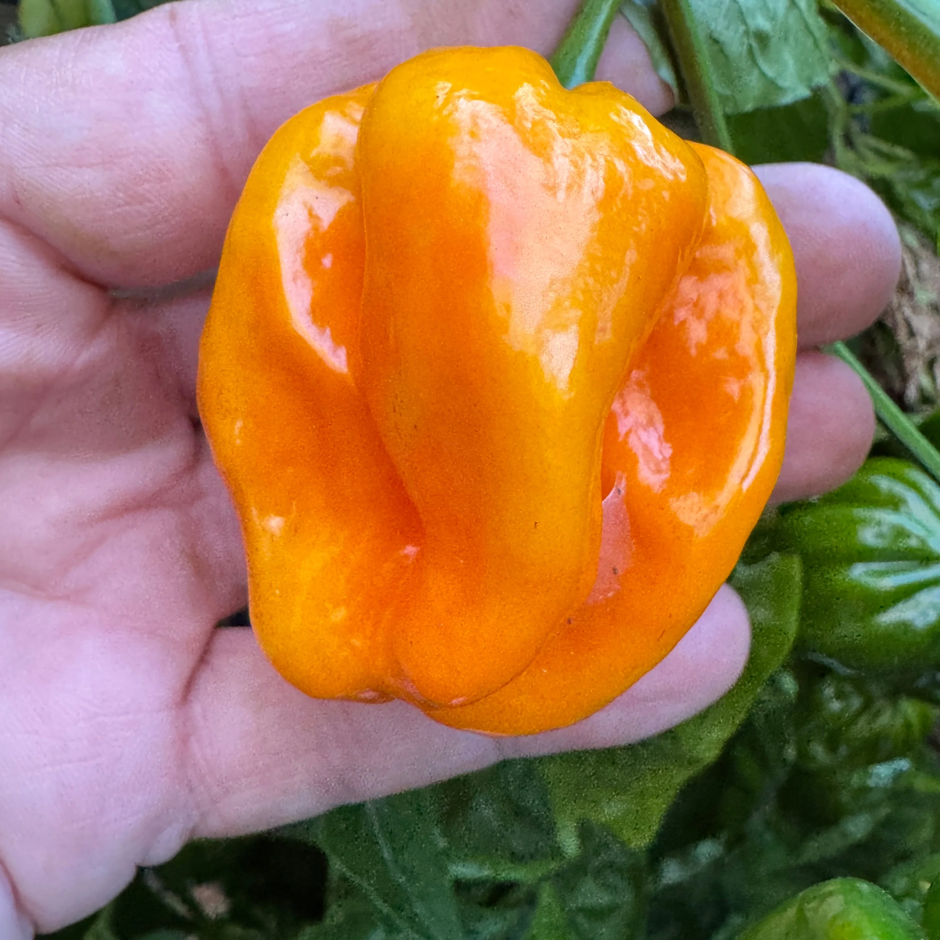 Congo Yellow Trinidad  - Seeds - Image 2