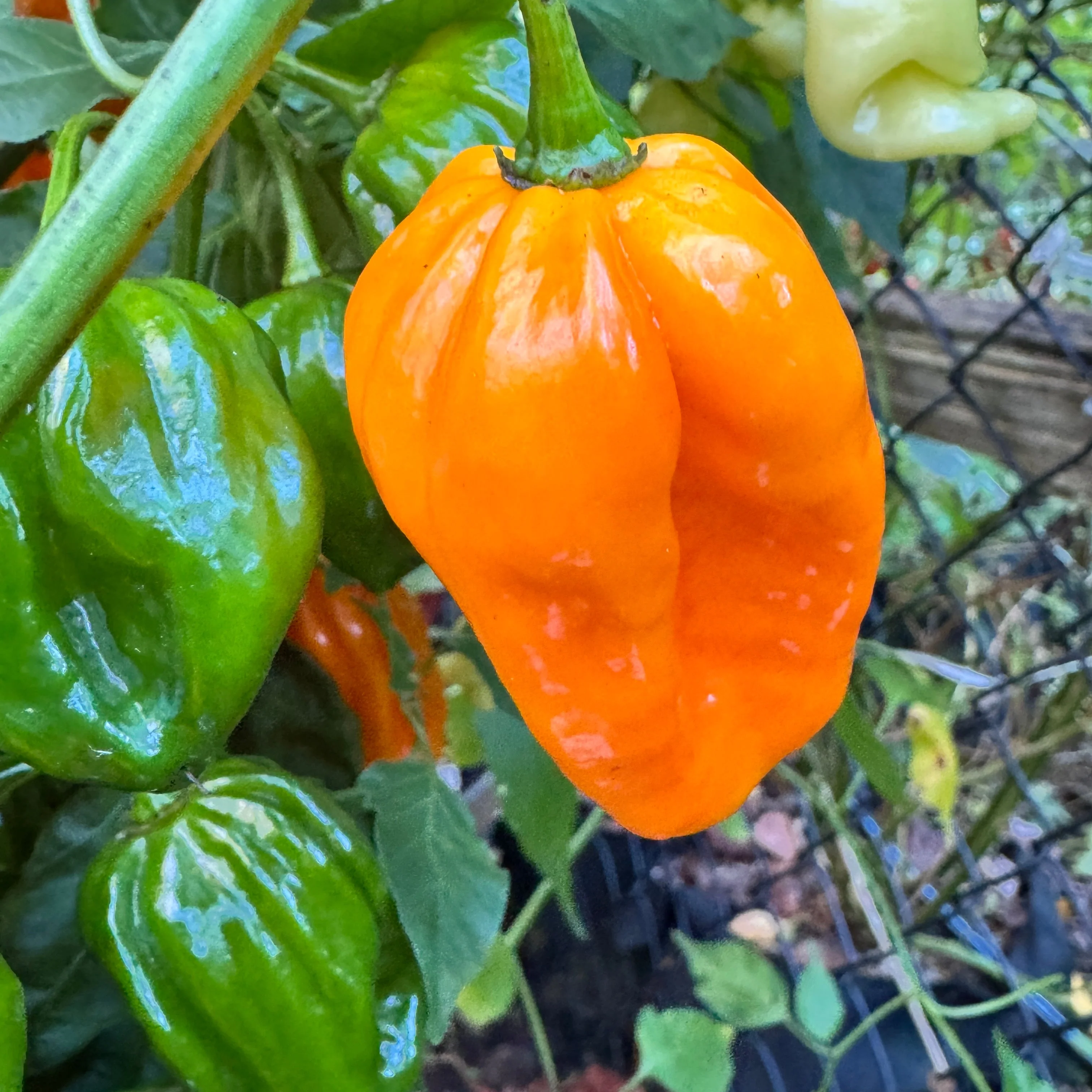 Congo Yellow Trinidad  - Seeds - Image 3