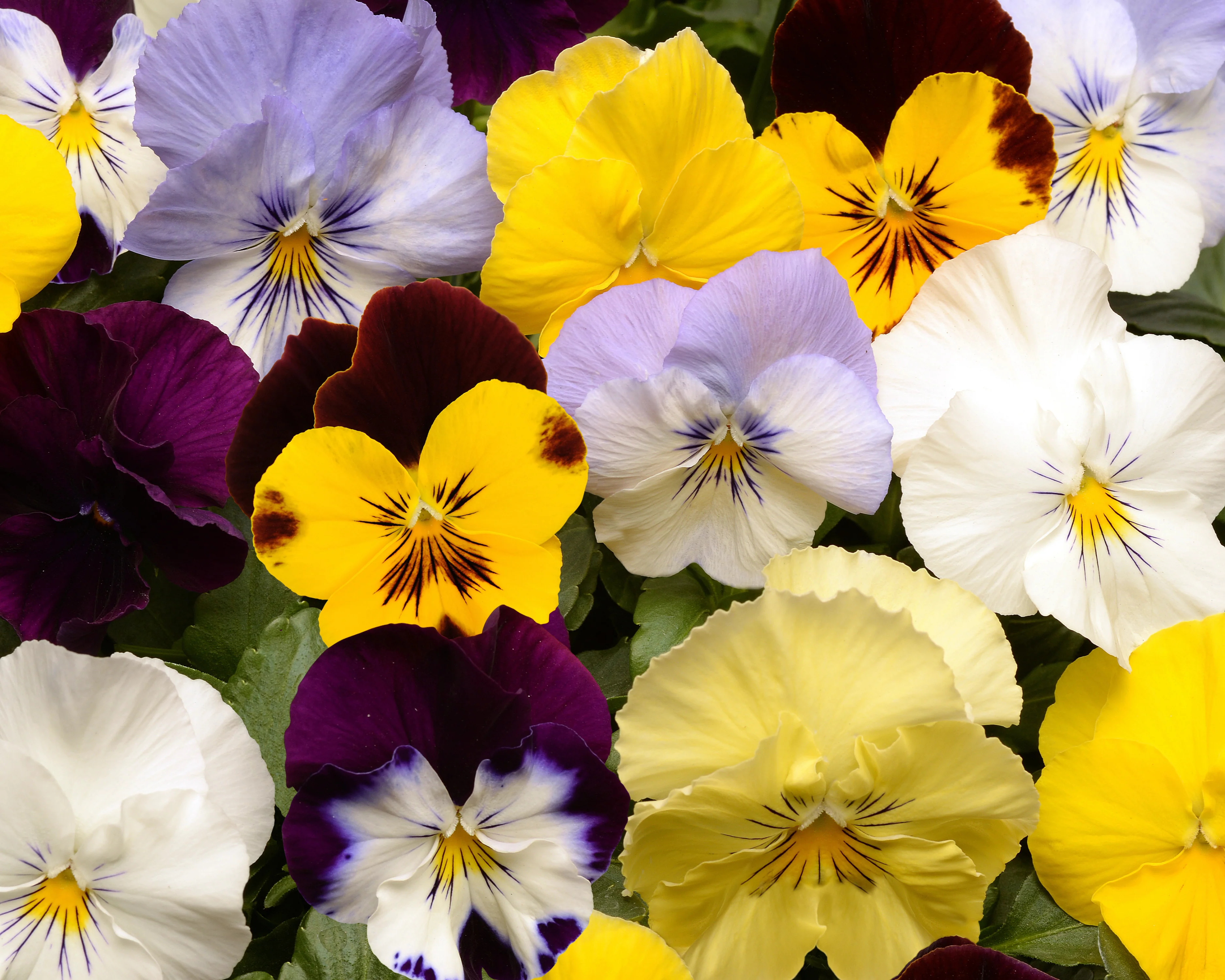 Cool Wave Trailing Hybrid Mix Pansy Seeds - Image 2
