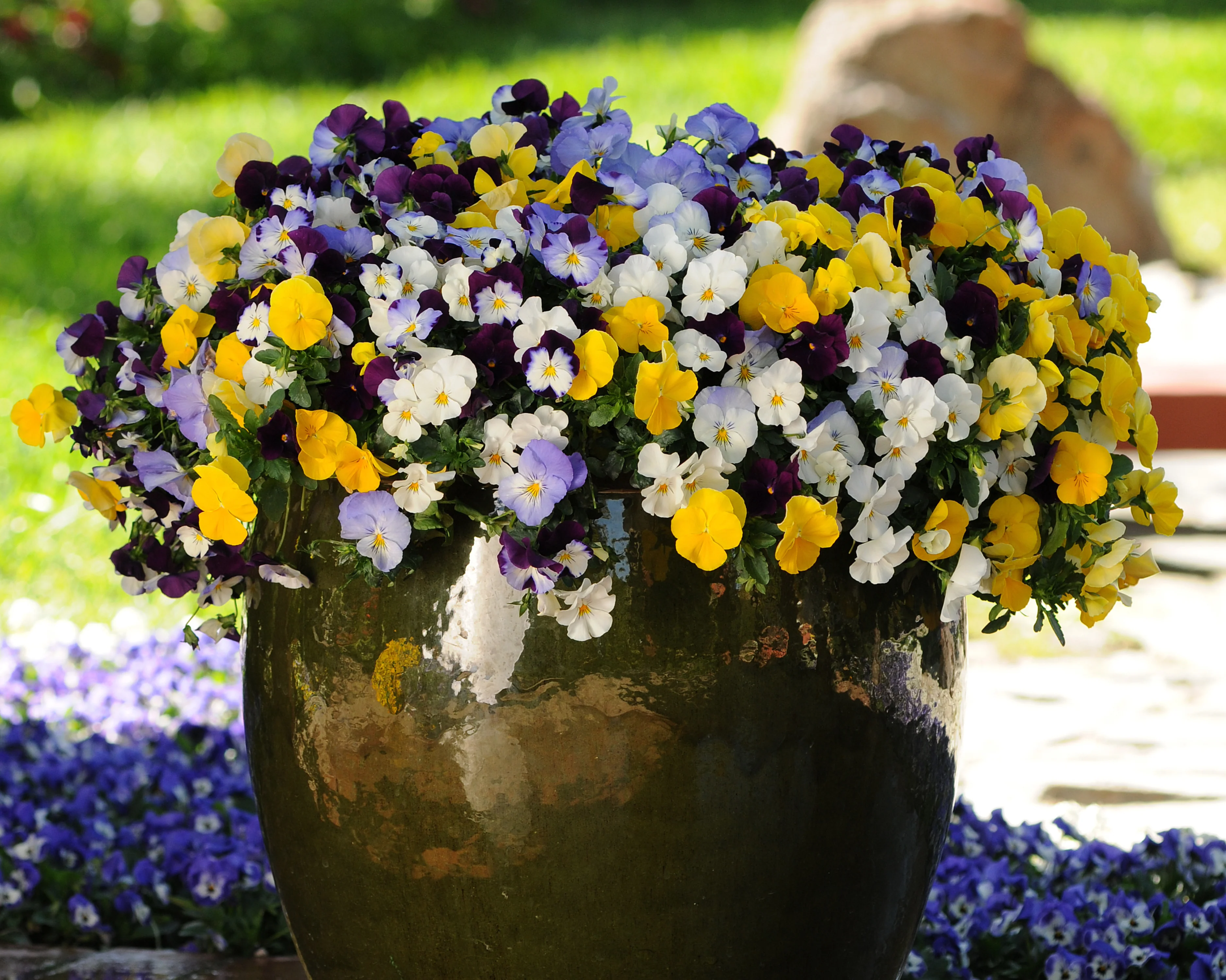 Cool Wave Trailing Hybrid Mix Pansy Seeds - Image 3