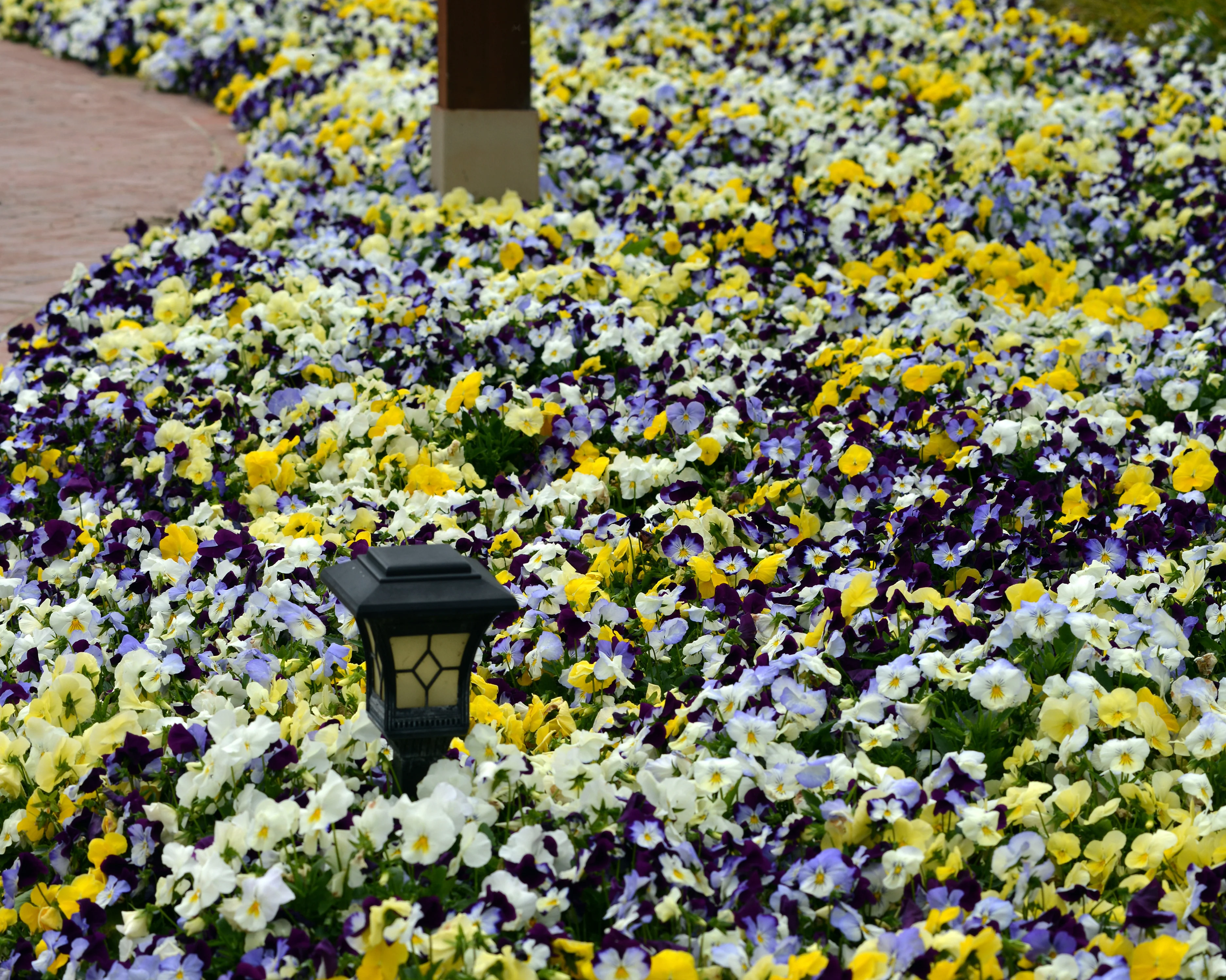 Cool Wave Trailing Hybrid Mix Pansy Seeds - Image 4