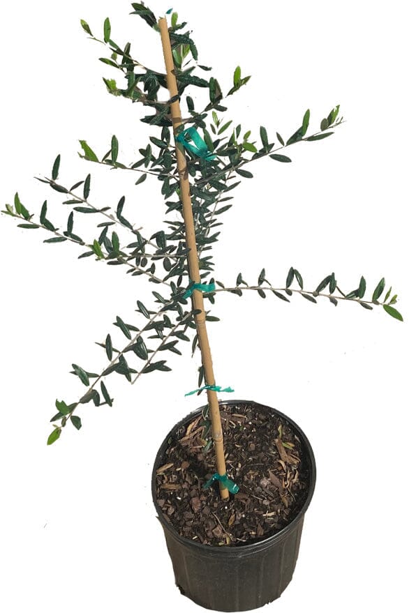 Coratina Olive Tree, Semi-Dwarf - Image 2