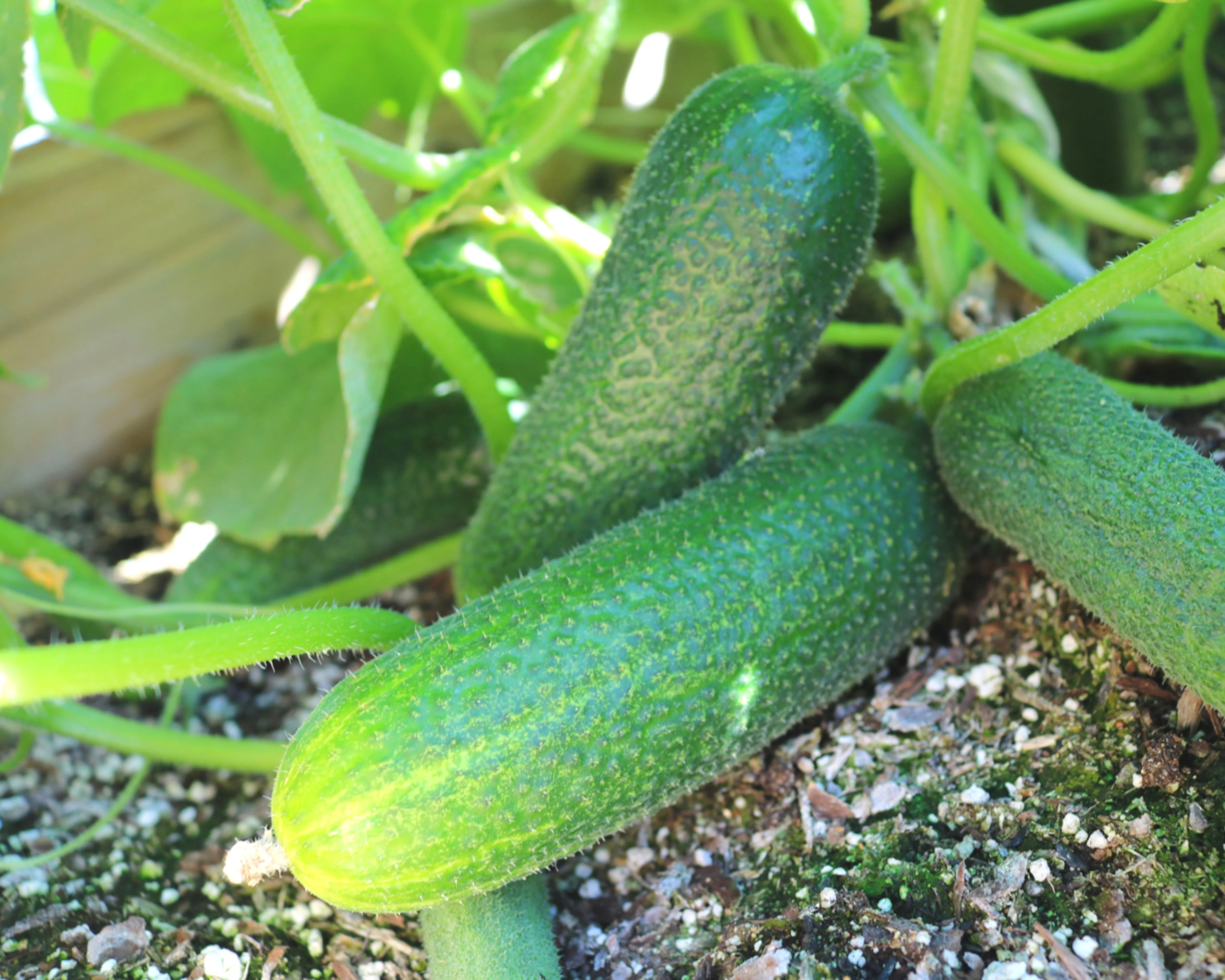 Corentine Pickling Hybrid Cucumber Seeds - Image 2