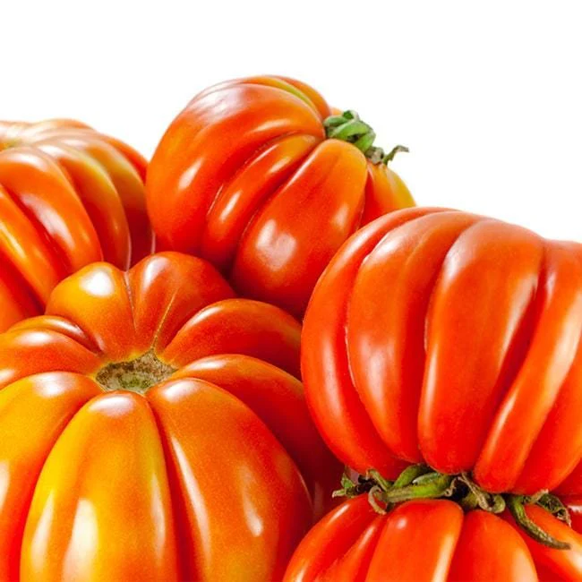 Costoluto Genovese Tomato Seeds - Image 2
